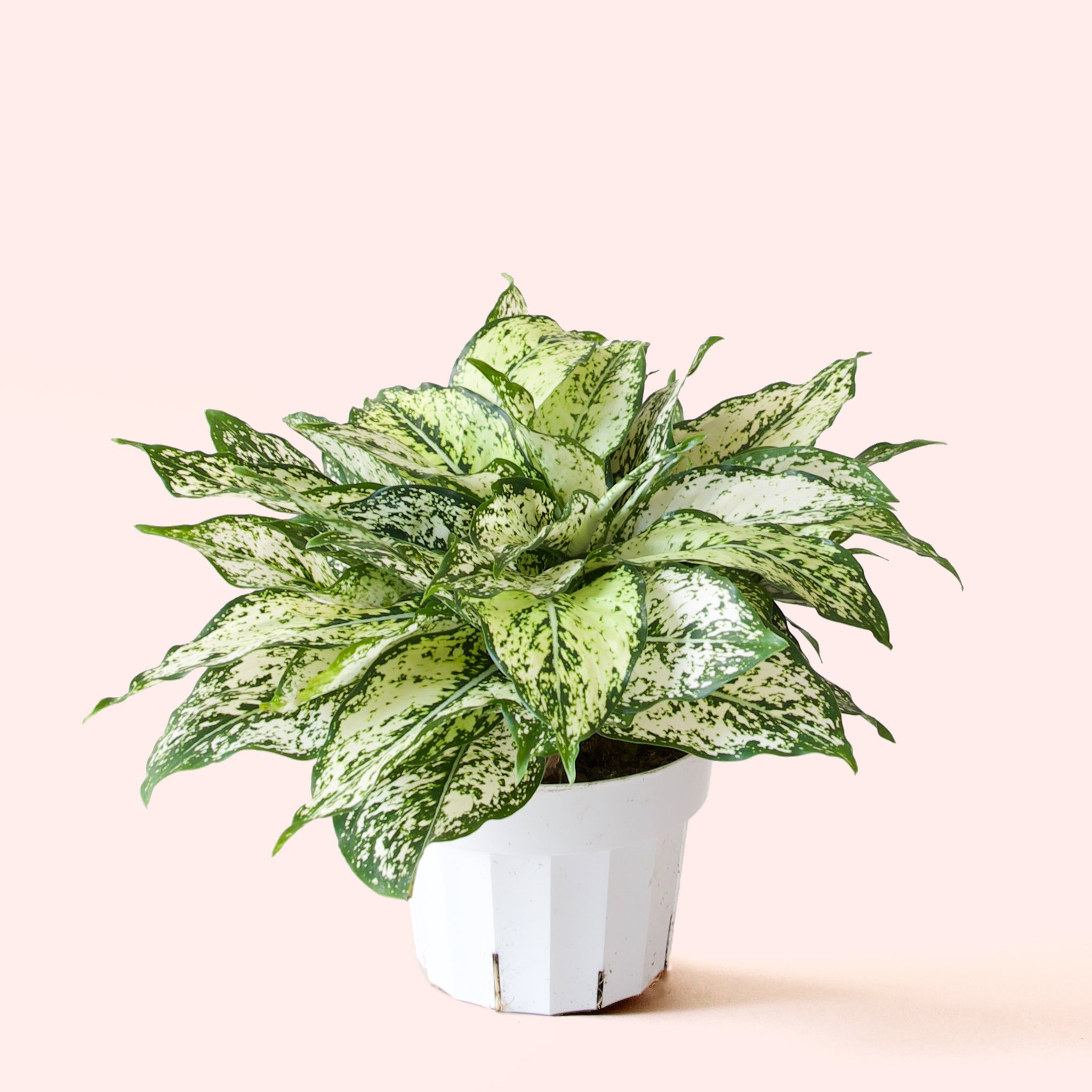 white diamond aglaonema Aglaonema