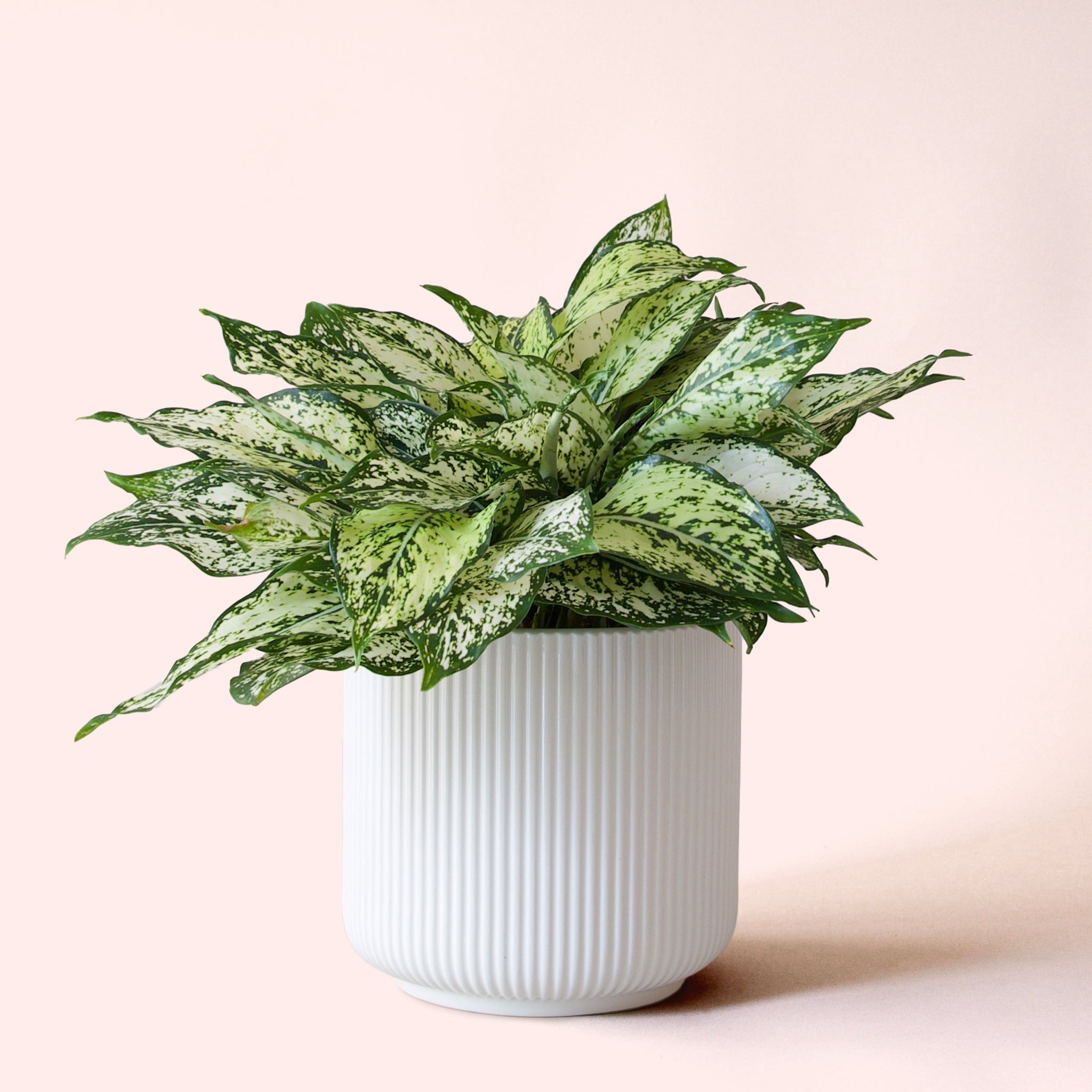 aglaonema light of diamond Aglaonema