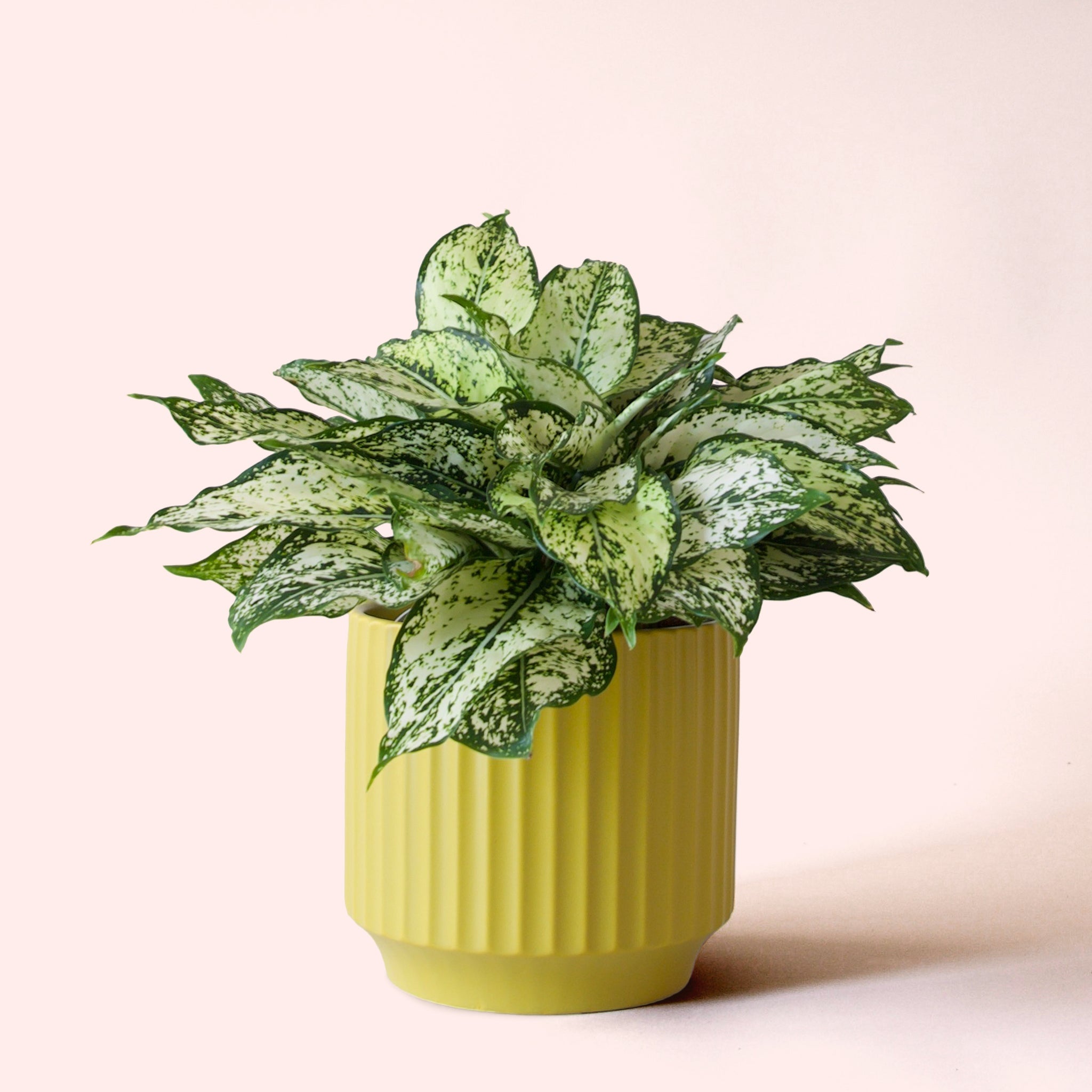 aglaonema mondo Aglaonema