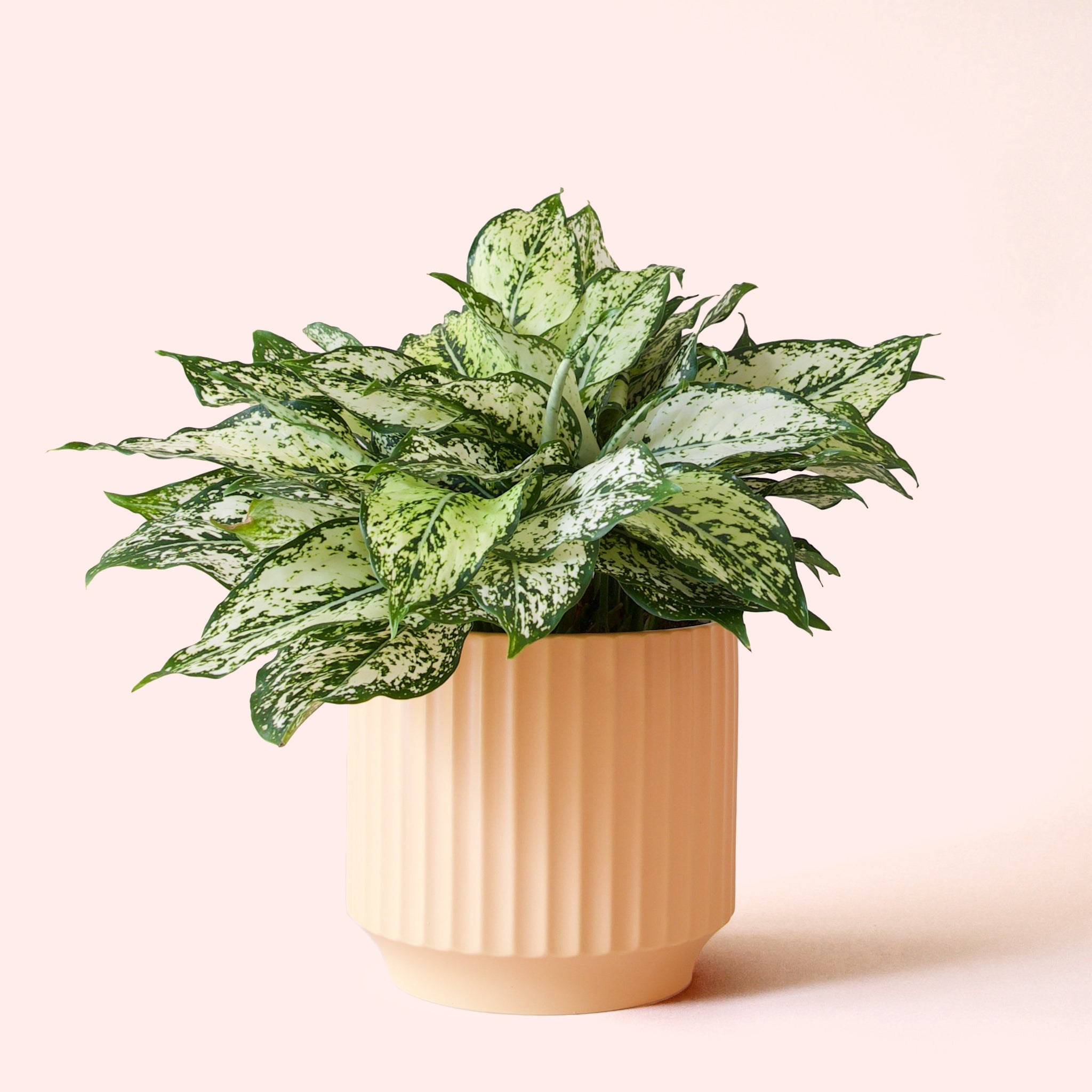 aglaonema mini Aglaonema