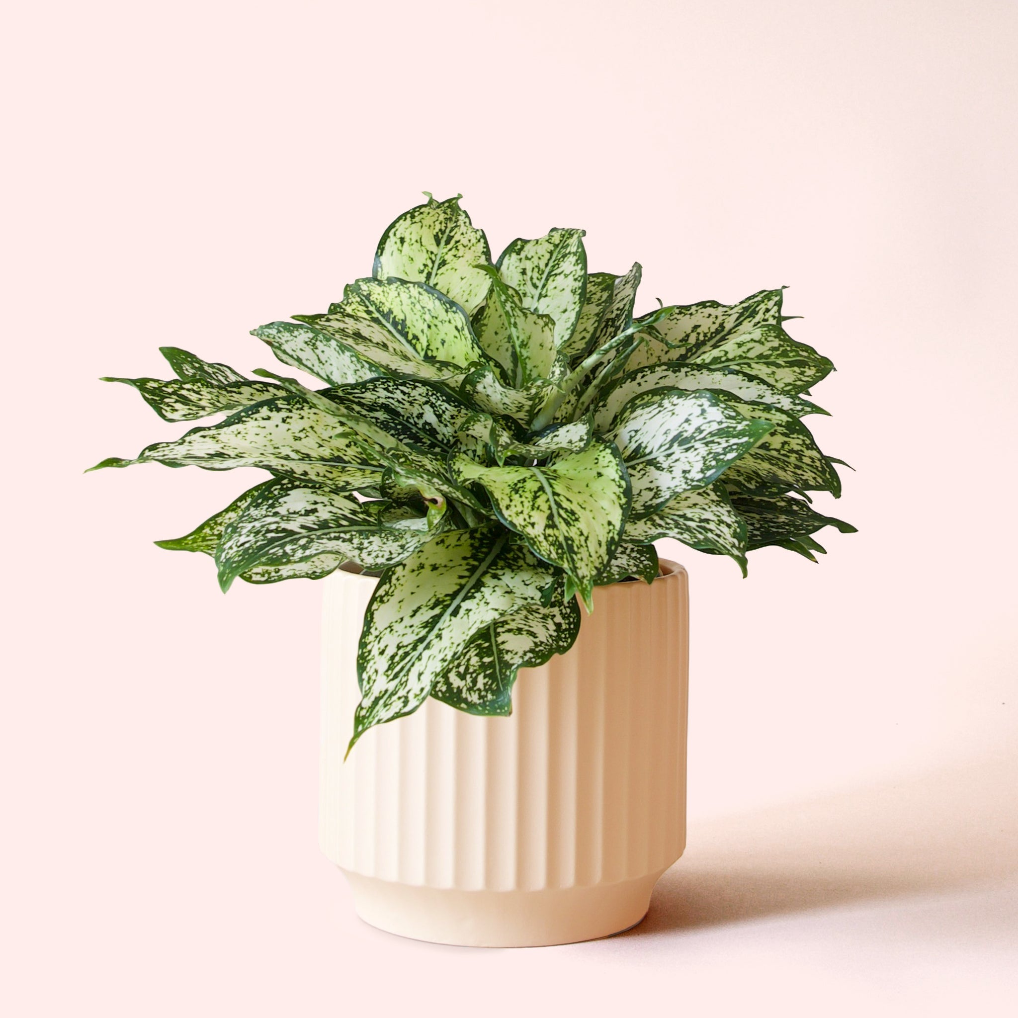 Pigment Aglaonema First Diamond - Thumbnail 2