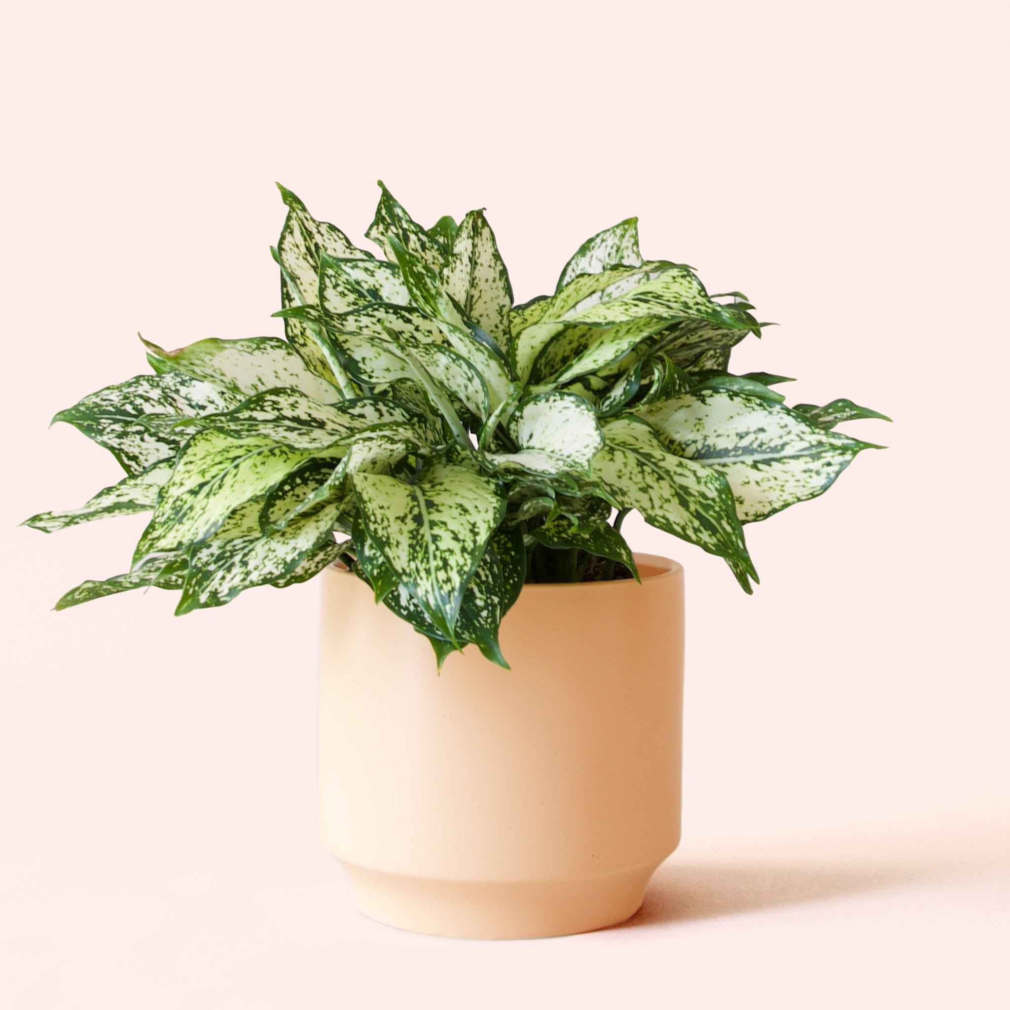 light of diamond aglaonema Aglaonema