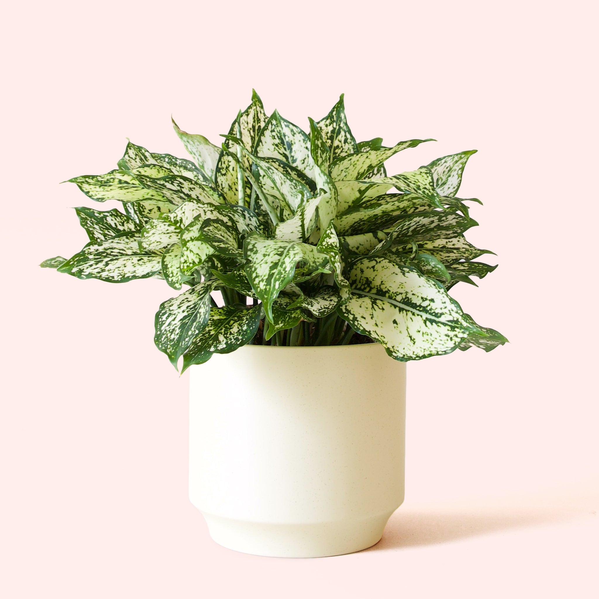 Pigment Aglaonema First Diamond - Thumbnail 5