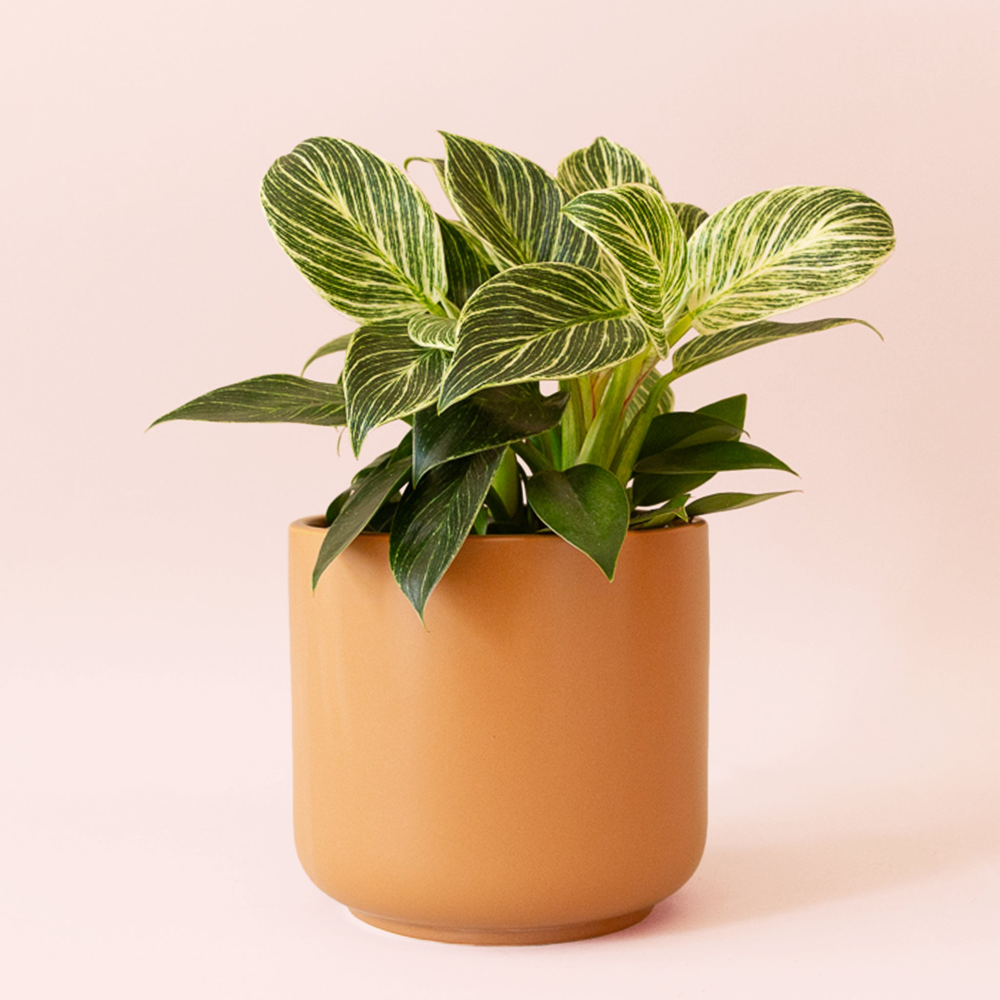 Pigment Philodendron Birkin - Thumbnail 2