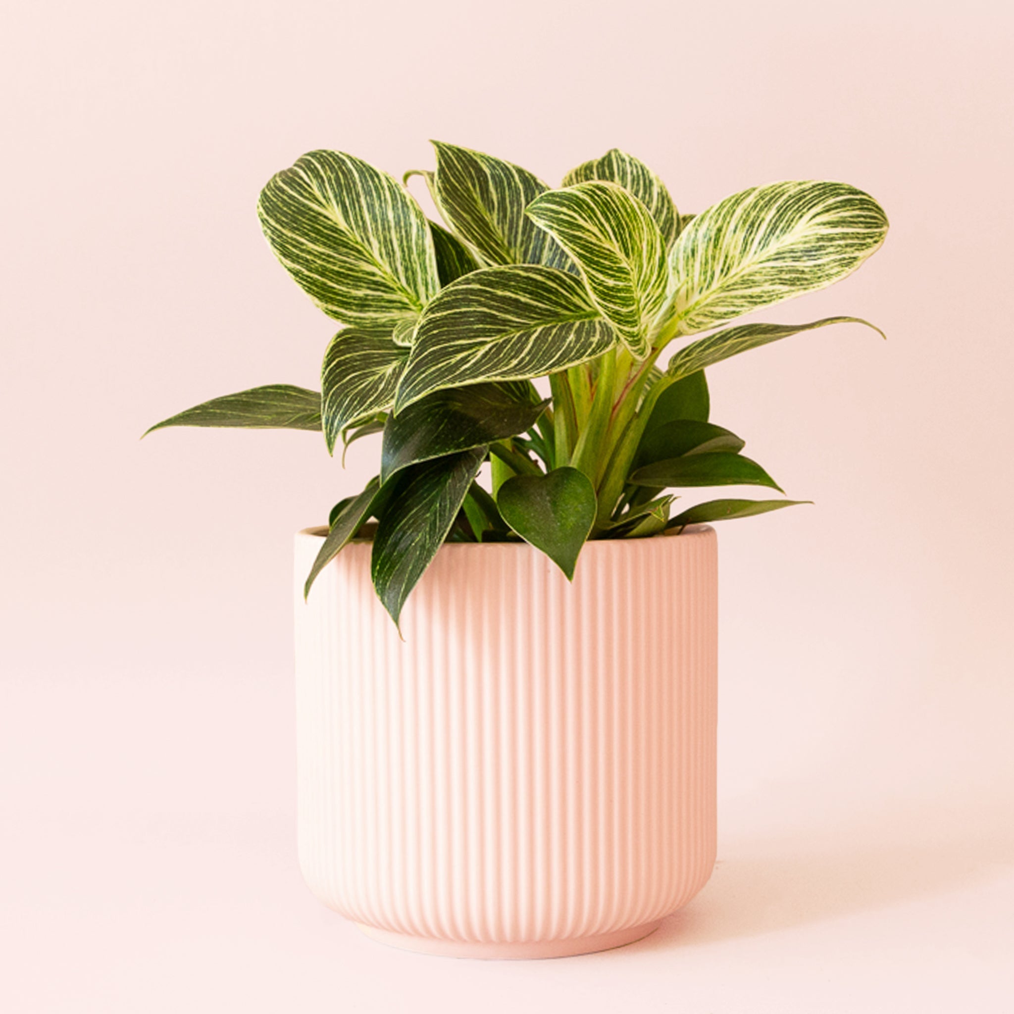 birkin pink philodendron Philodendron