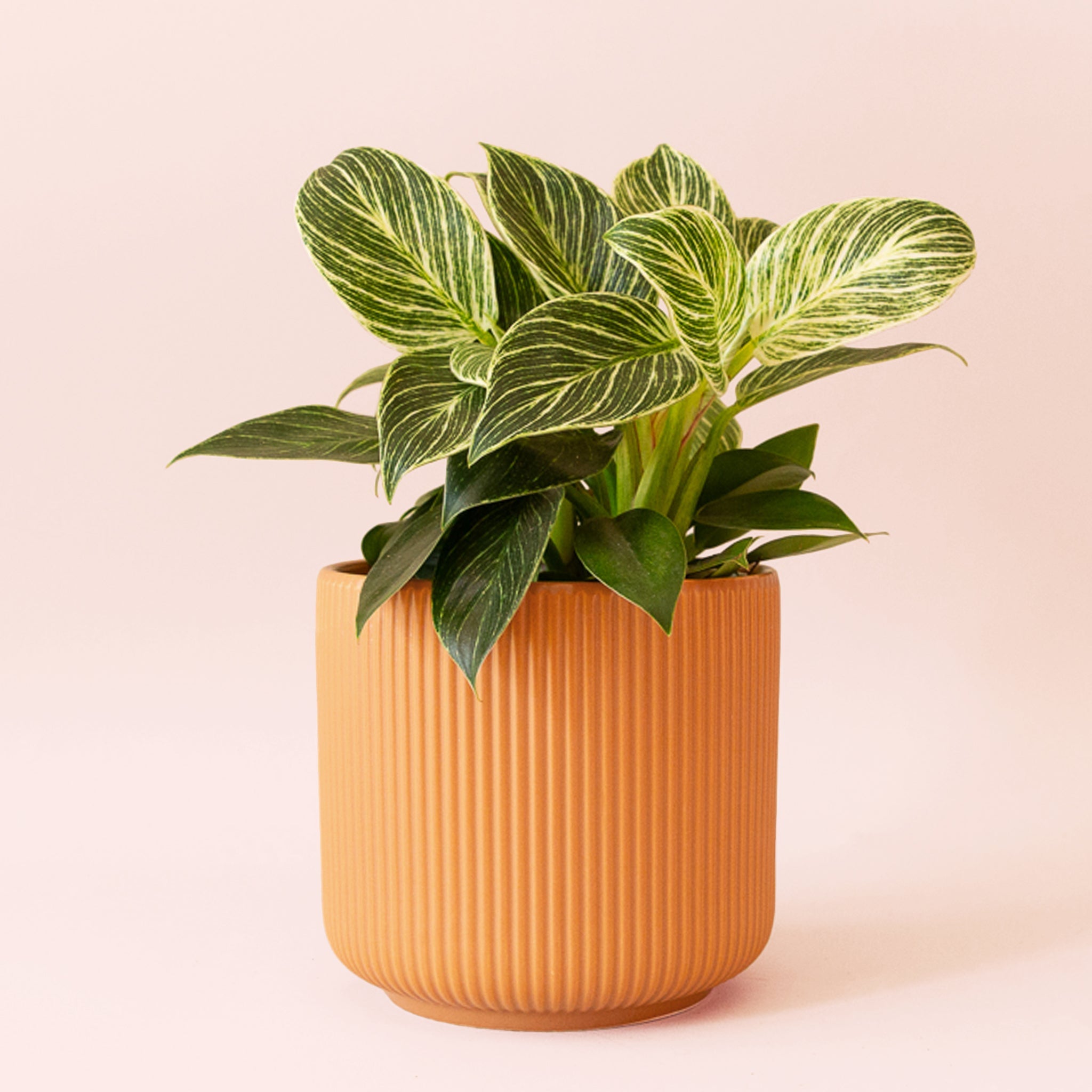 philodendron birkin hoito Philodendron