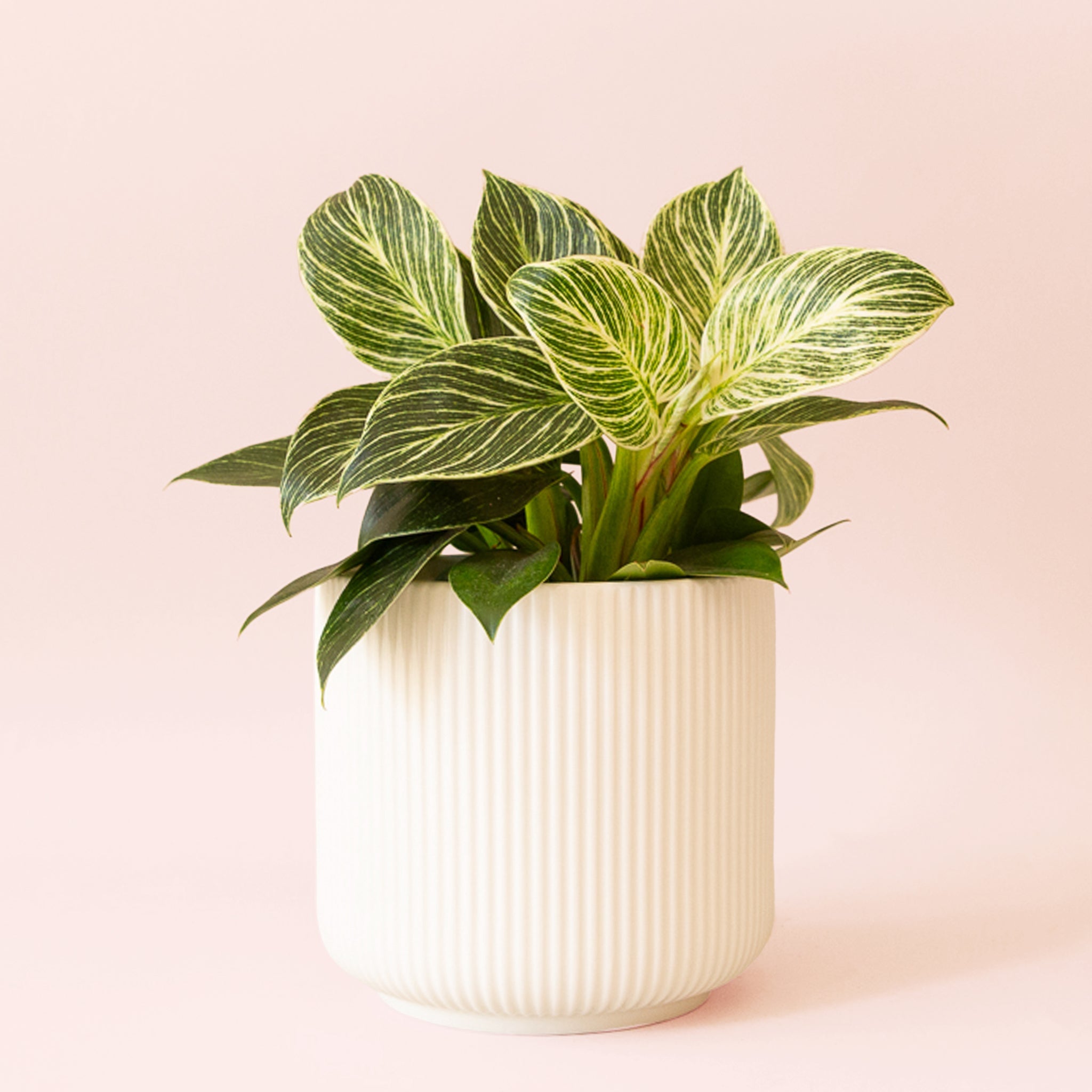 Philodendron Birkin - Thumbnail 4