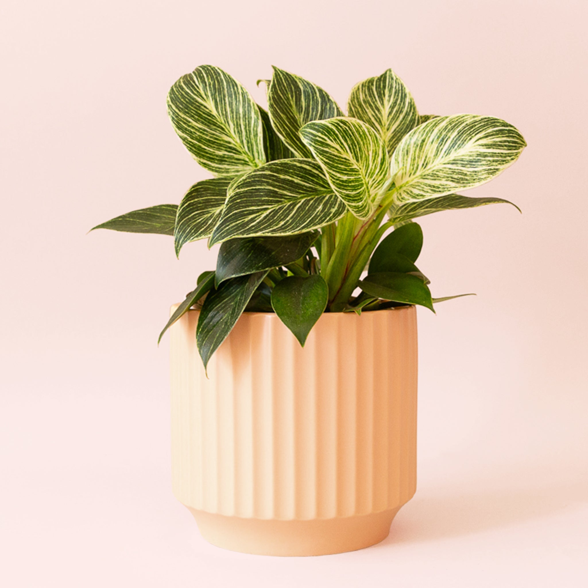 philodendron birkin wholesale Philodendron