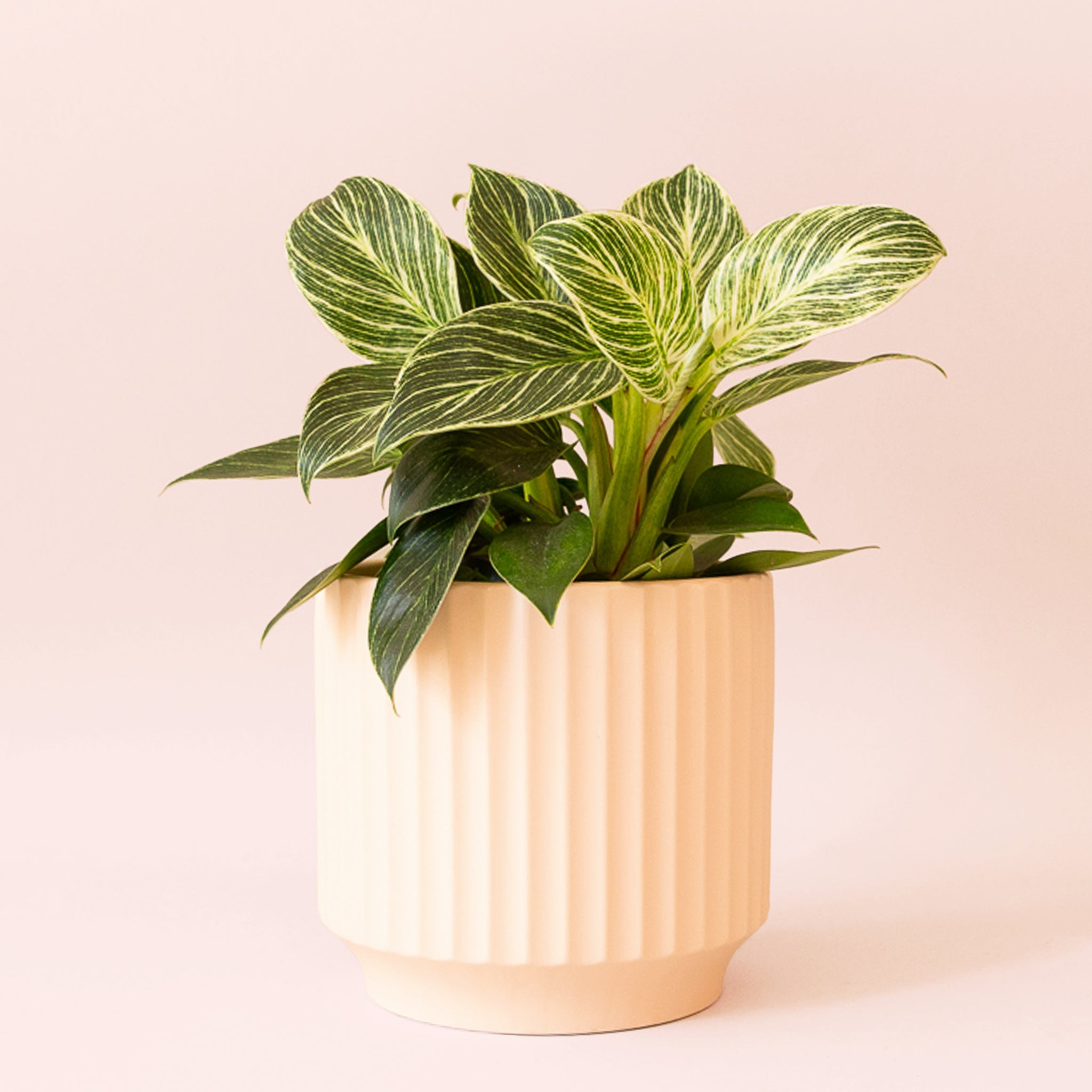 Philodendron Birkin - Thumbnail 3