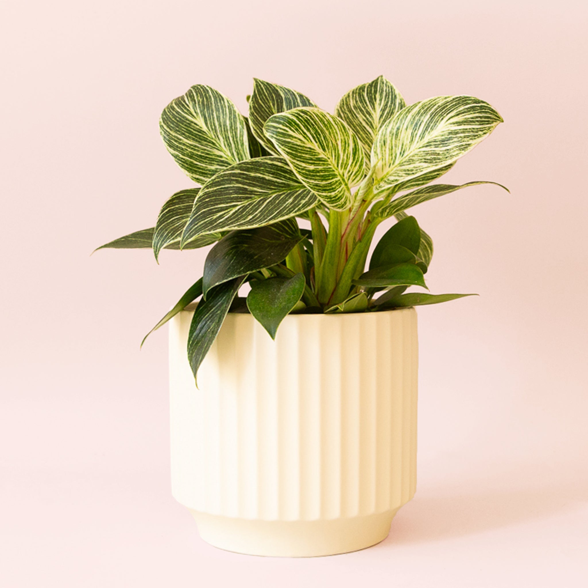 Philodendron | Birkin – Pigment