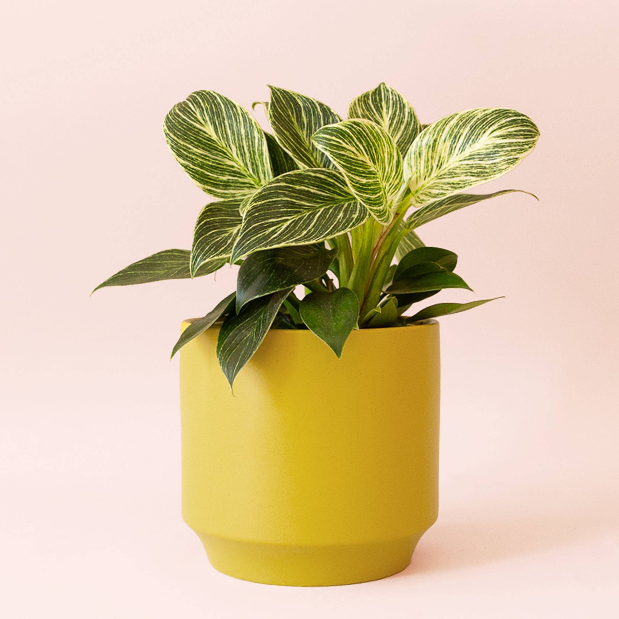 philodendron birkin light Philodendron