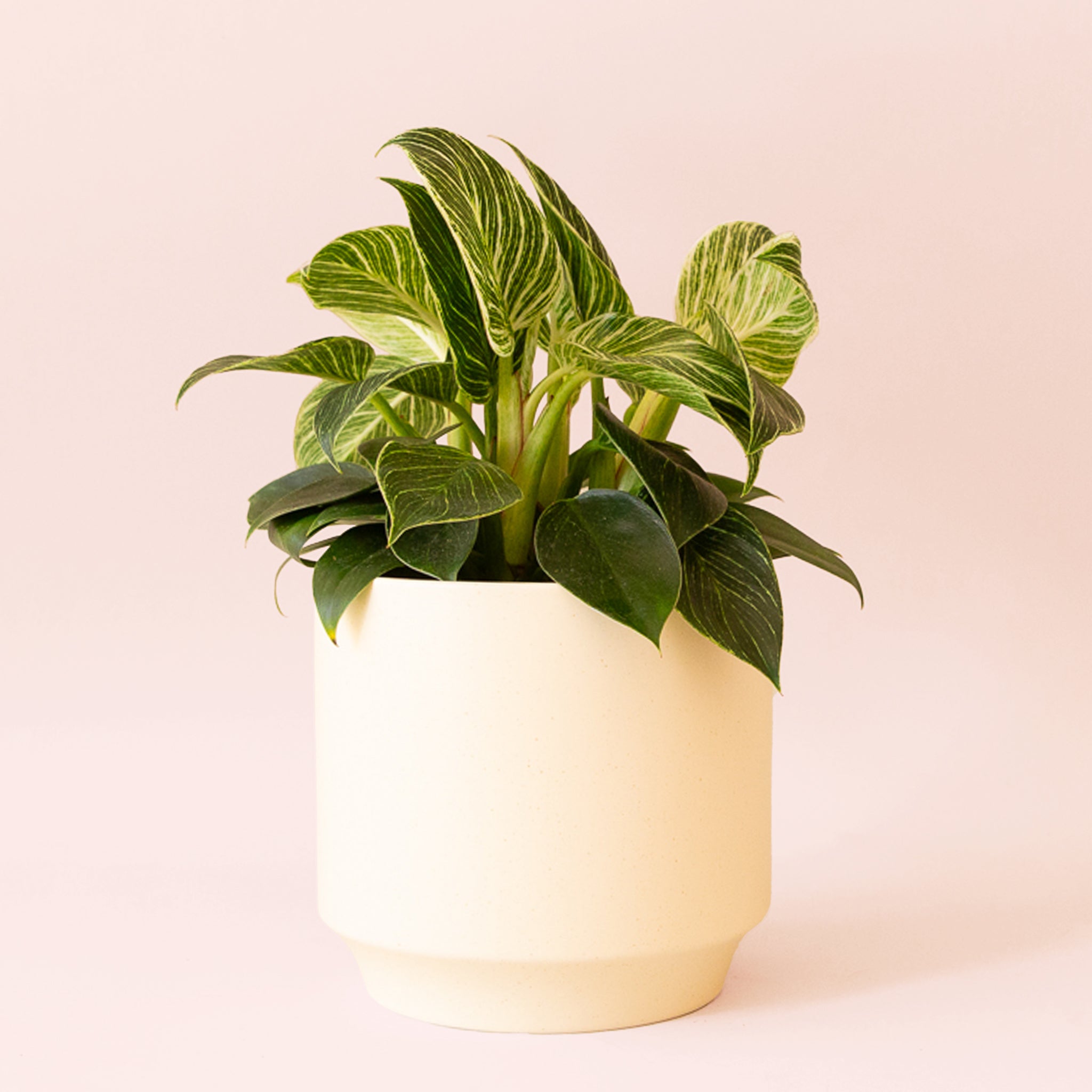 Pigment Philodendron Birkin - Thumbnail 5