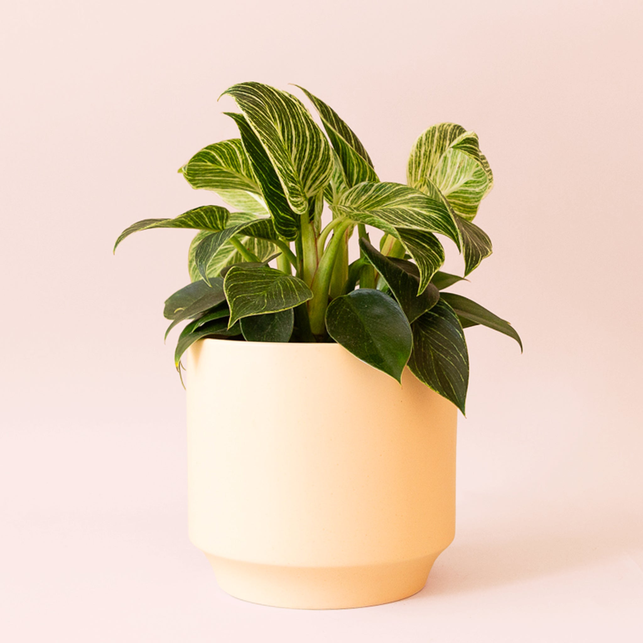 the sill philodendron Philodendron