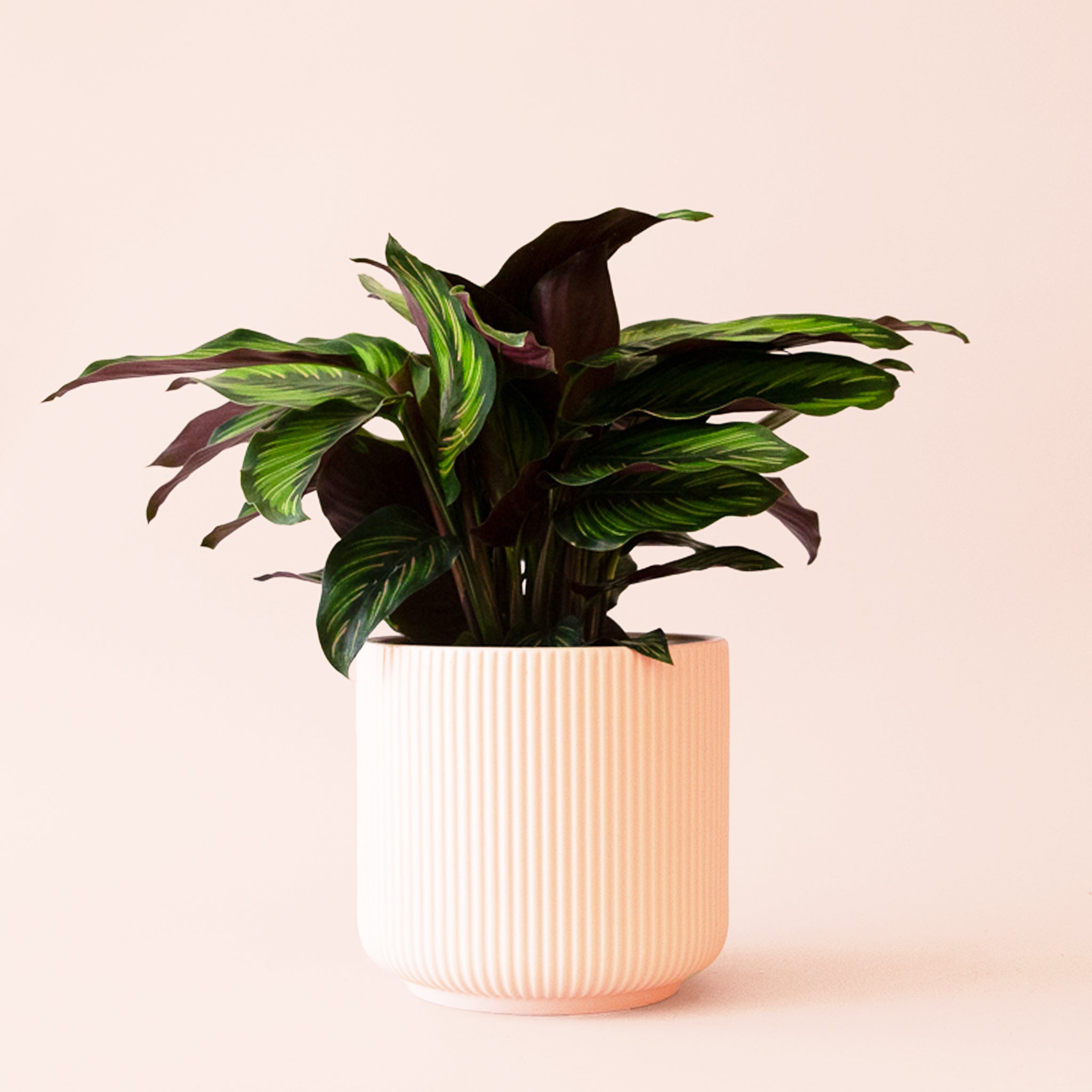 Calathea Beauty Star - Thumbnail 5
