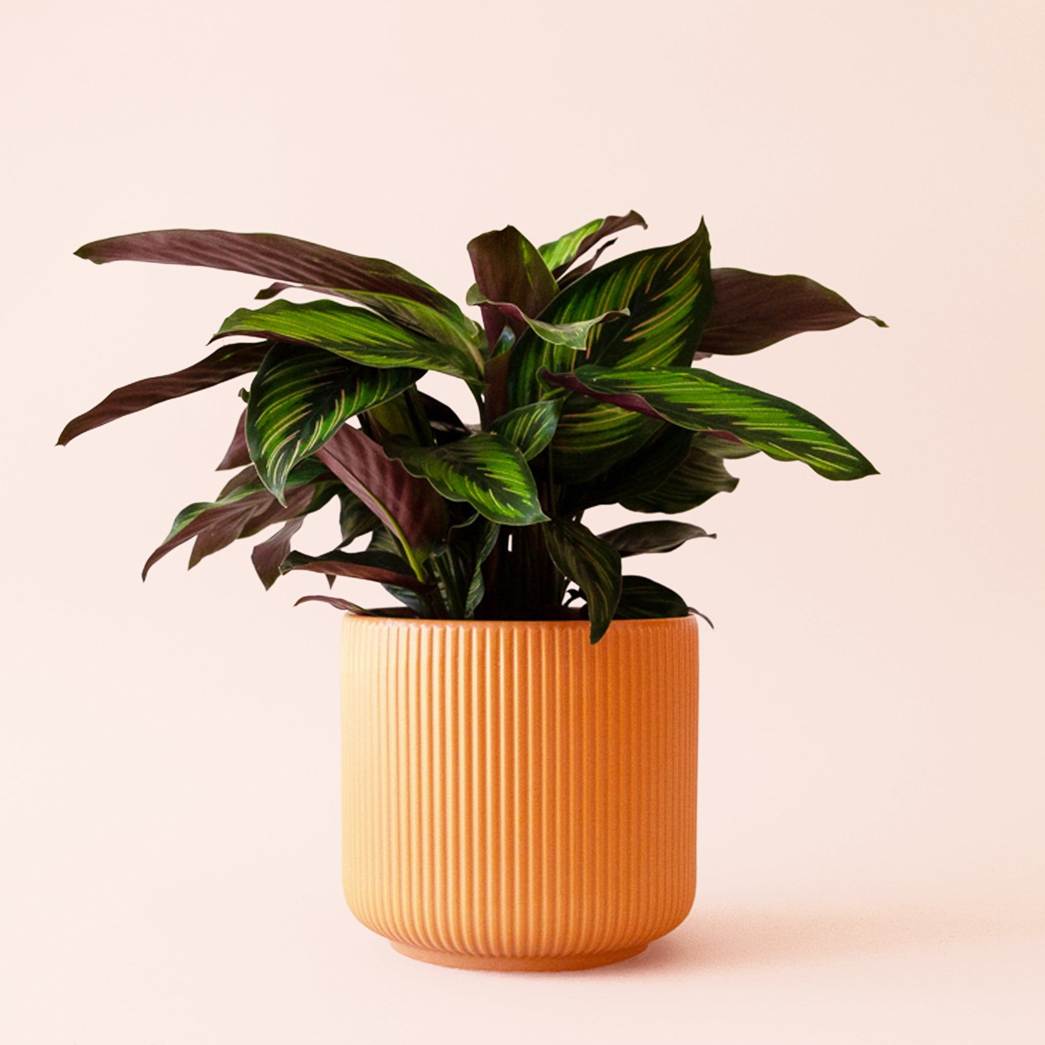 Calathea Beauty Star