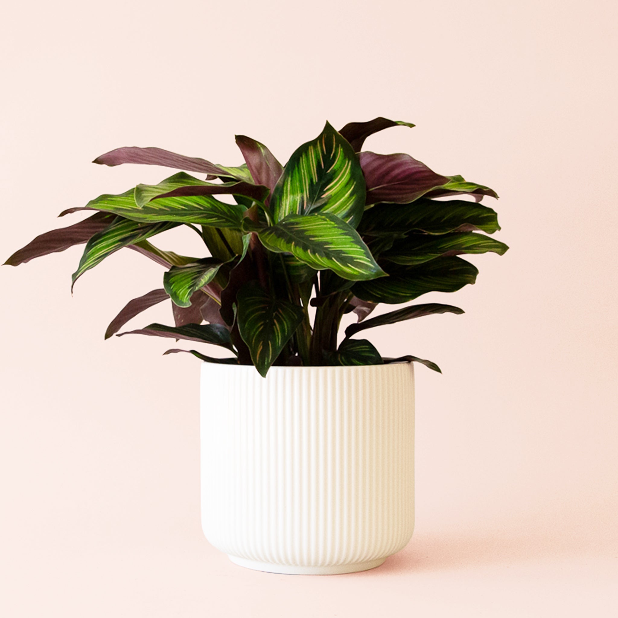 Calathea Beauty Star - Thumbnail 3