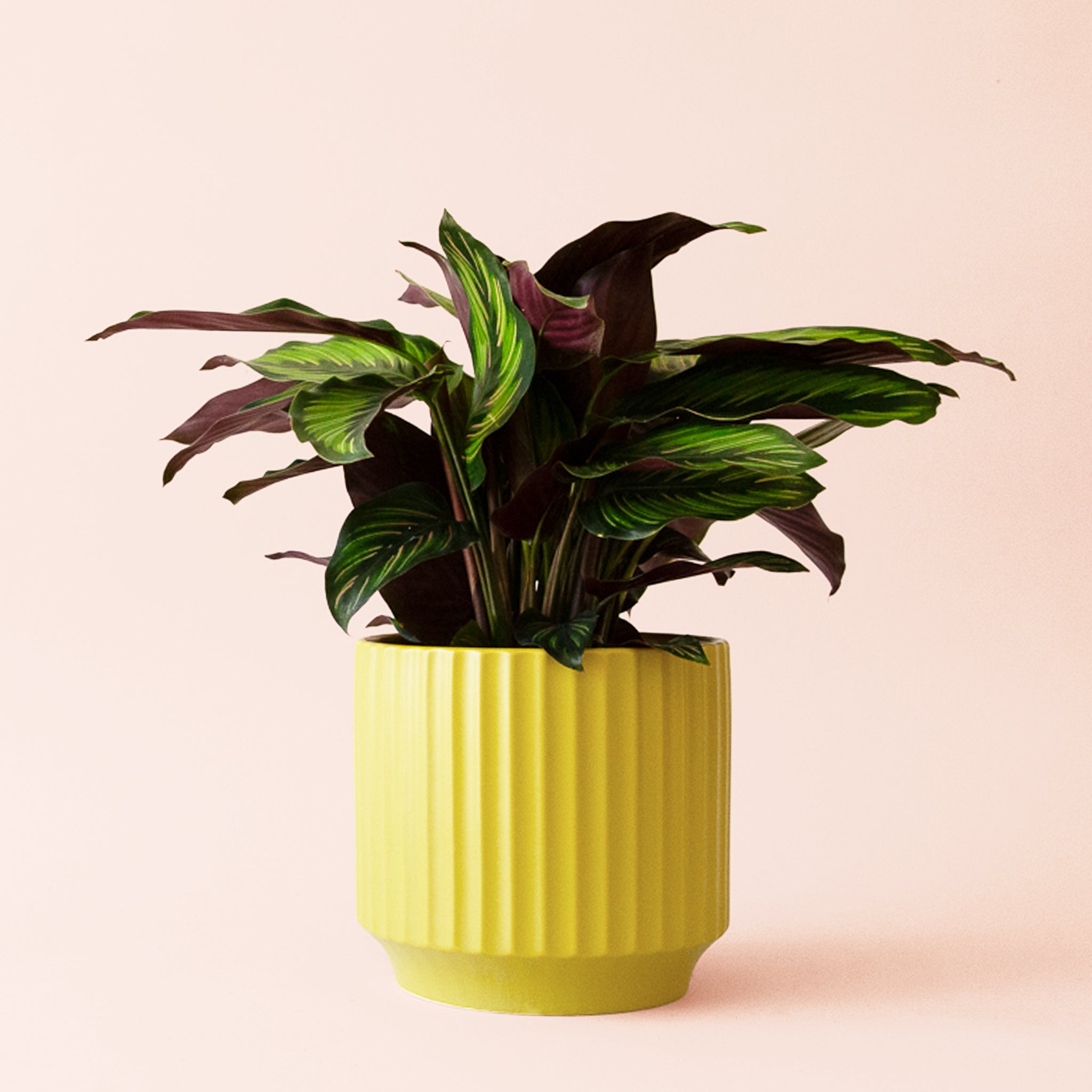 Calathea Beauty Star - Thumbnail 4