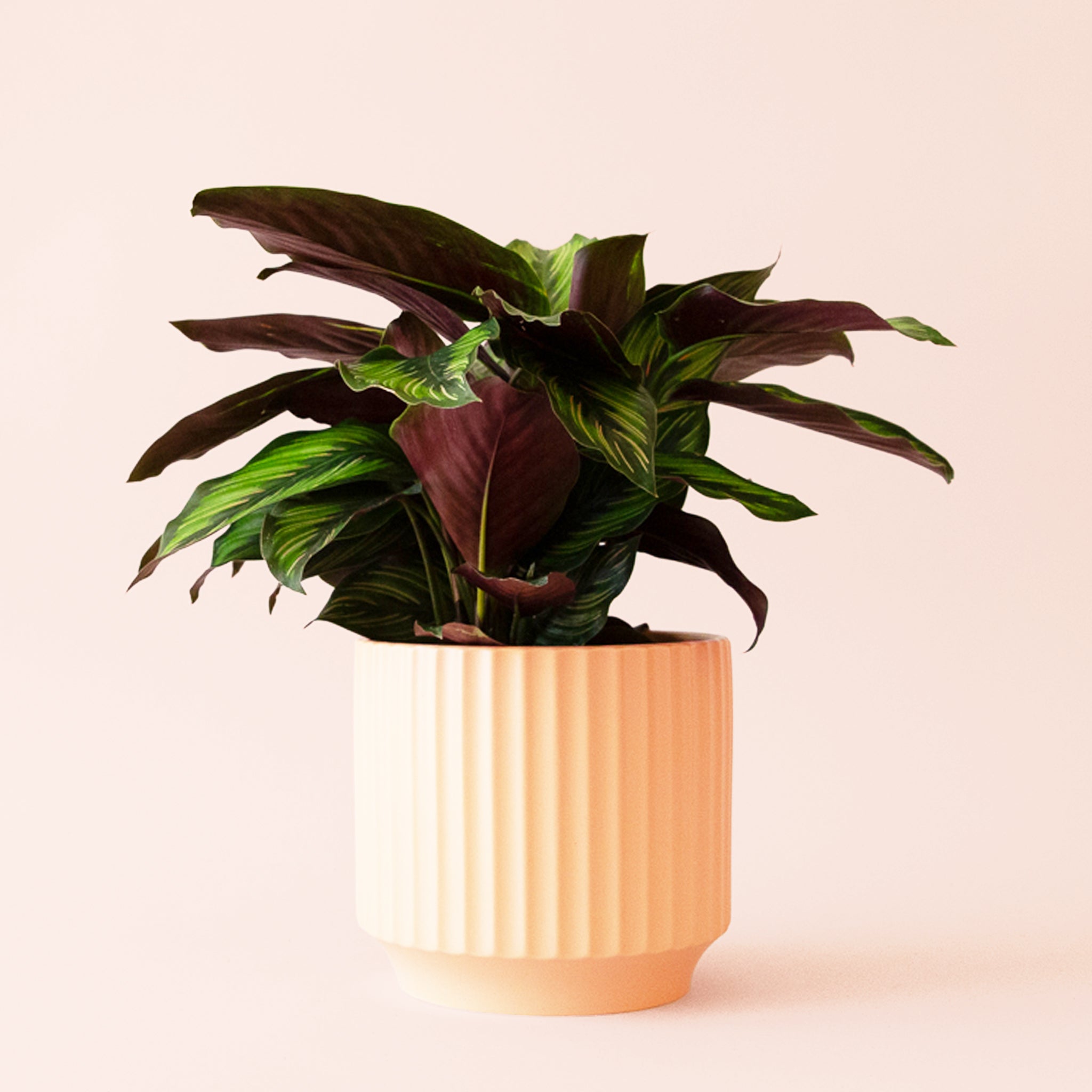 prayer plant beauty star Calathea