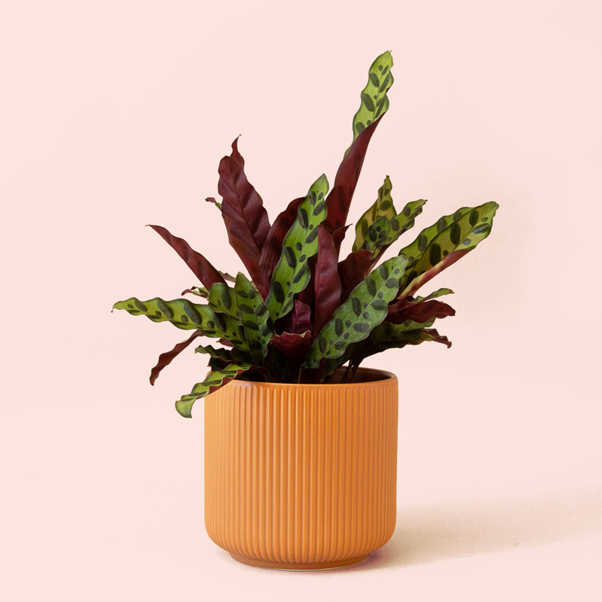 rattlel snake plant Calathea Lancifolia
