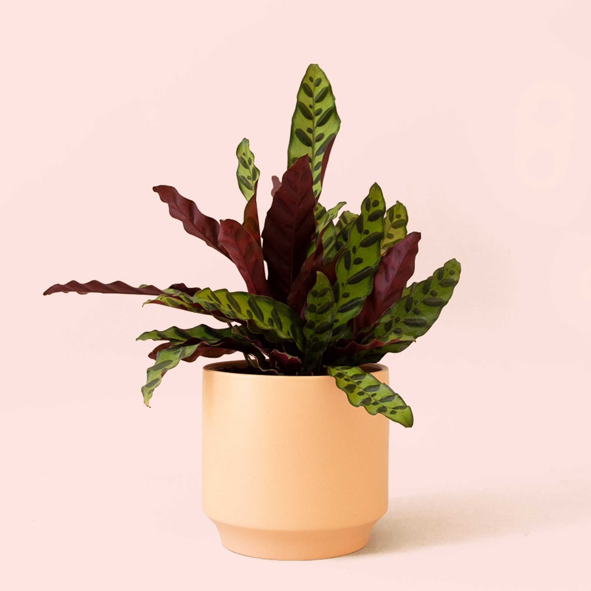 Calathea Lancifolia