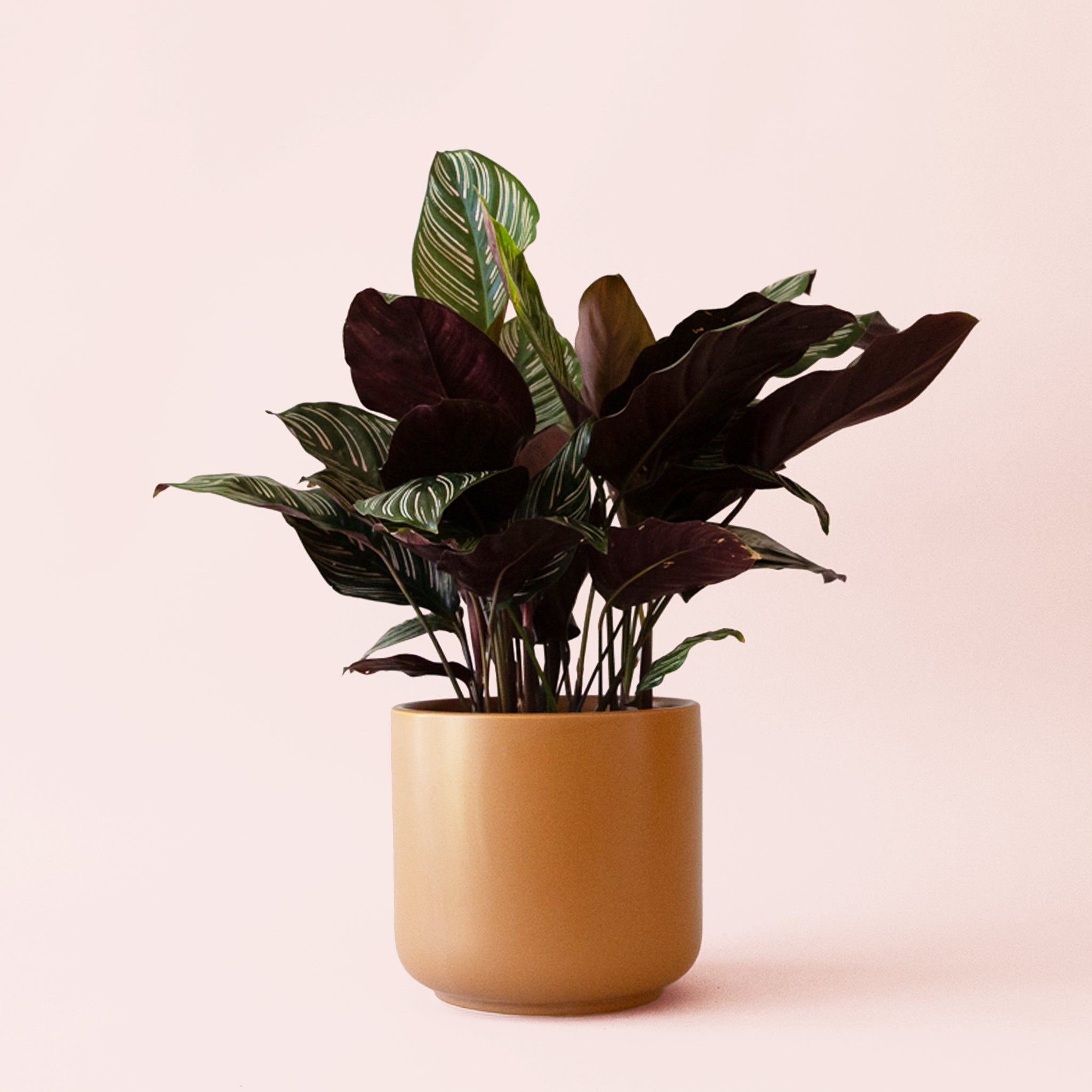 Calathea Ornata