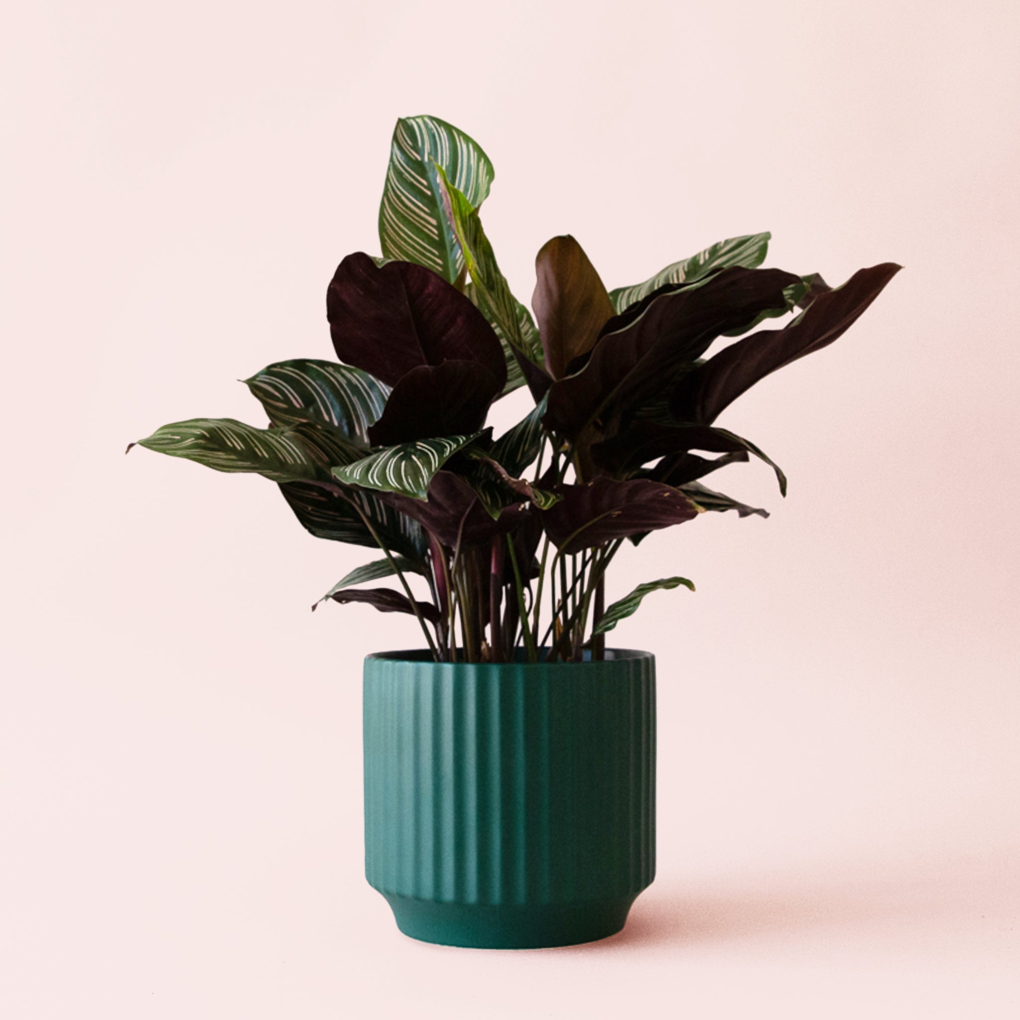 Calathea Ornata - Thumbnail 4