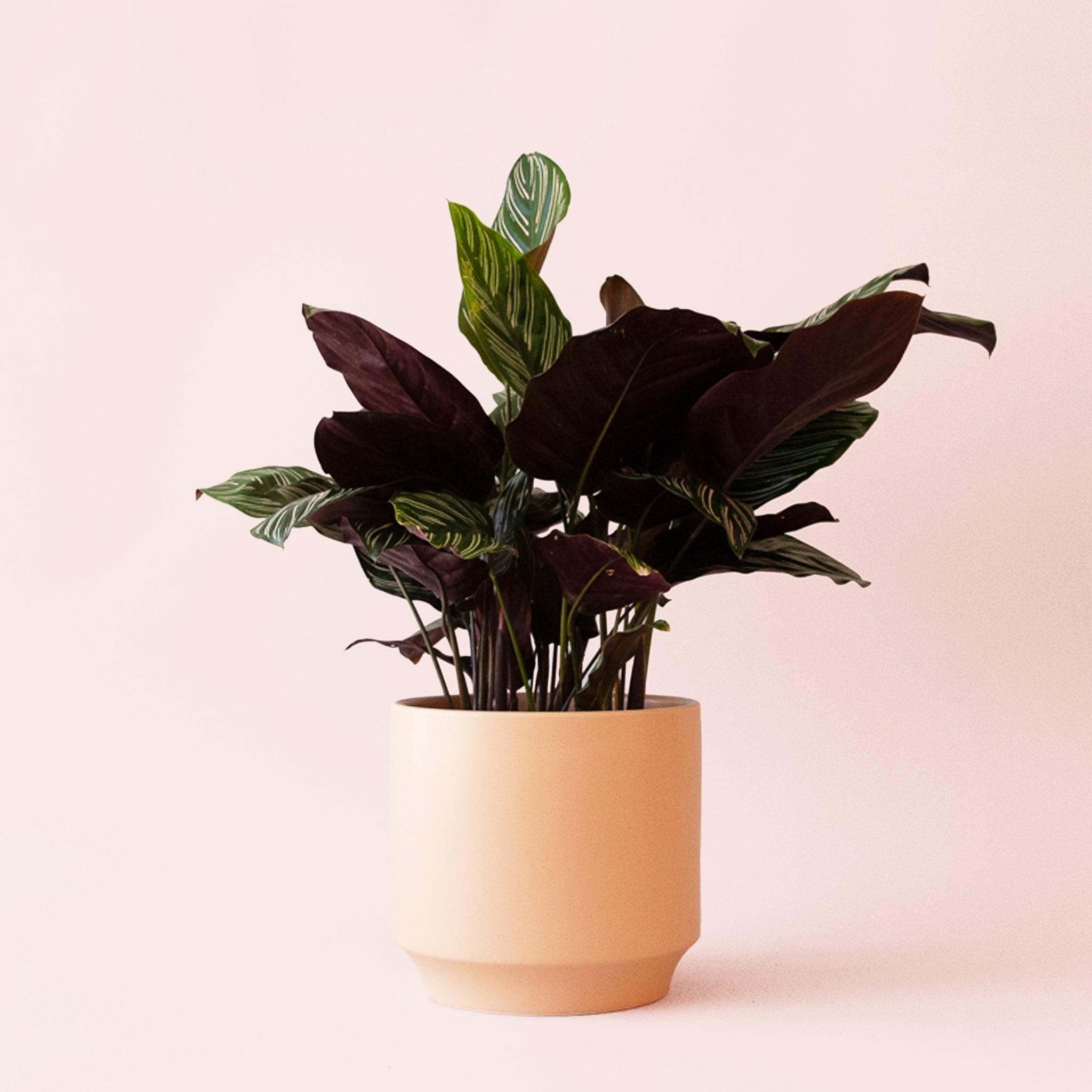 Calathea Ornata - Thumbnail 4