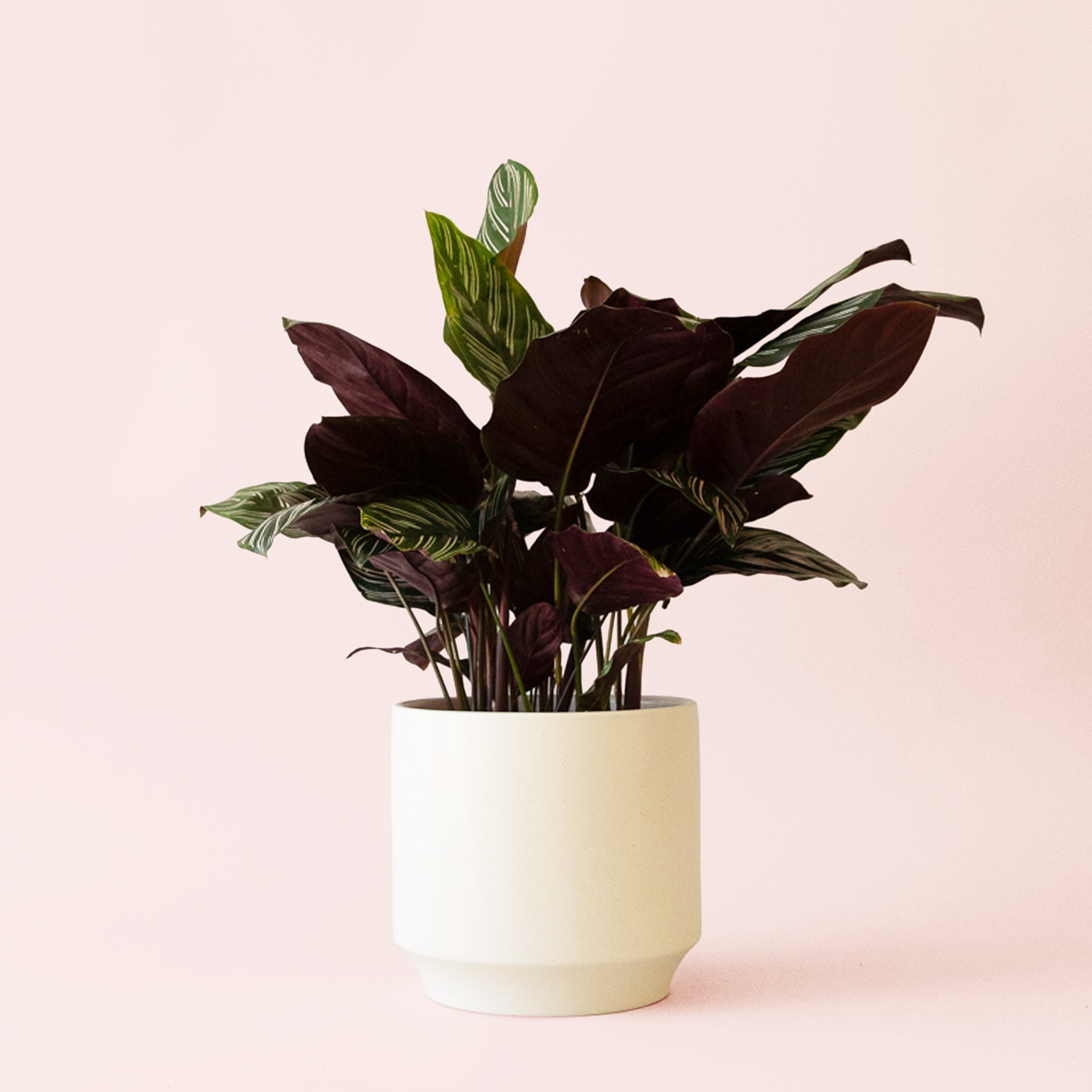 Calathea Ornata