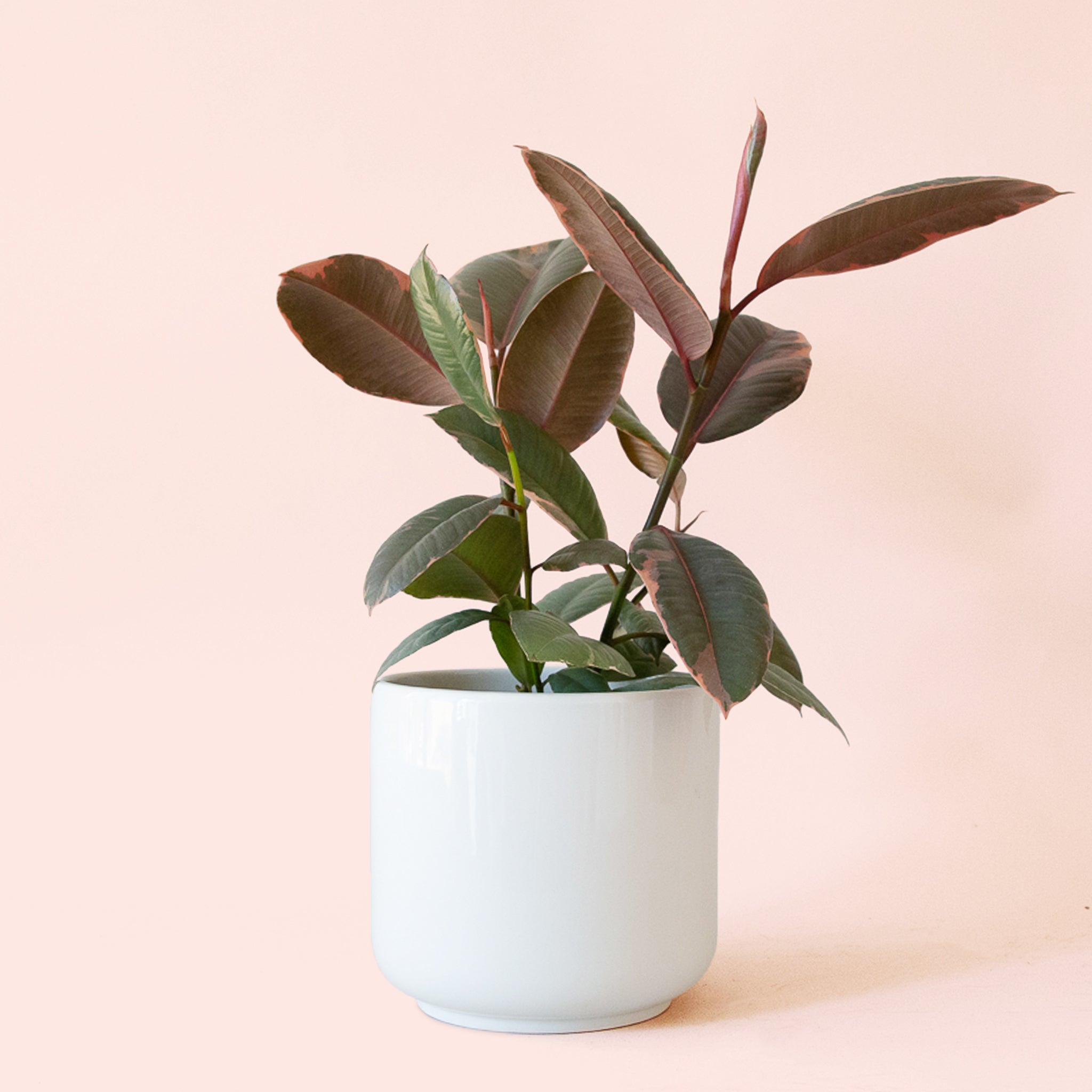 Pigment Ficus Elastica
