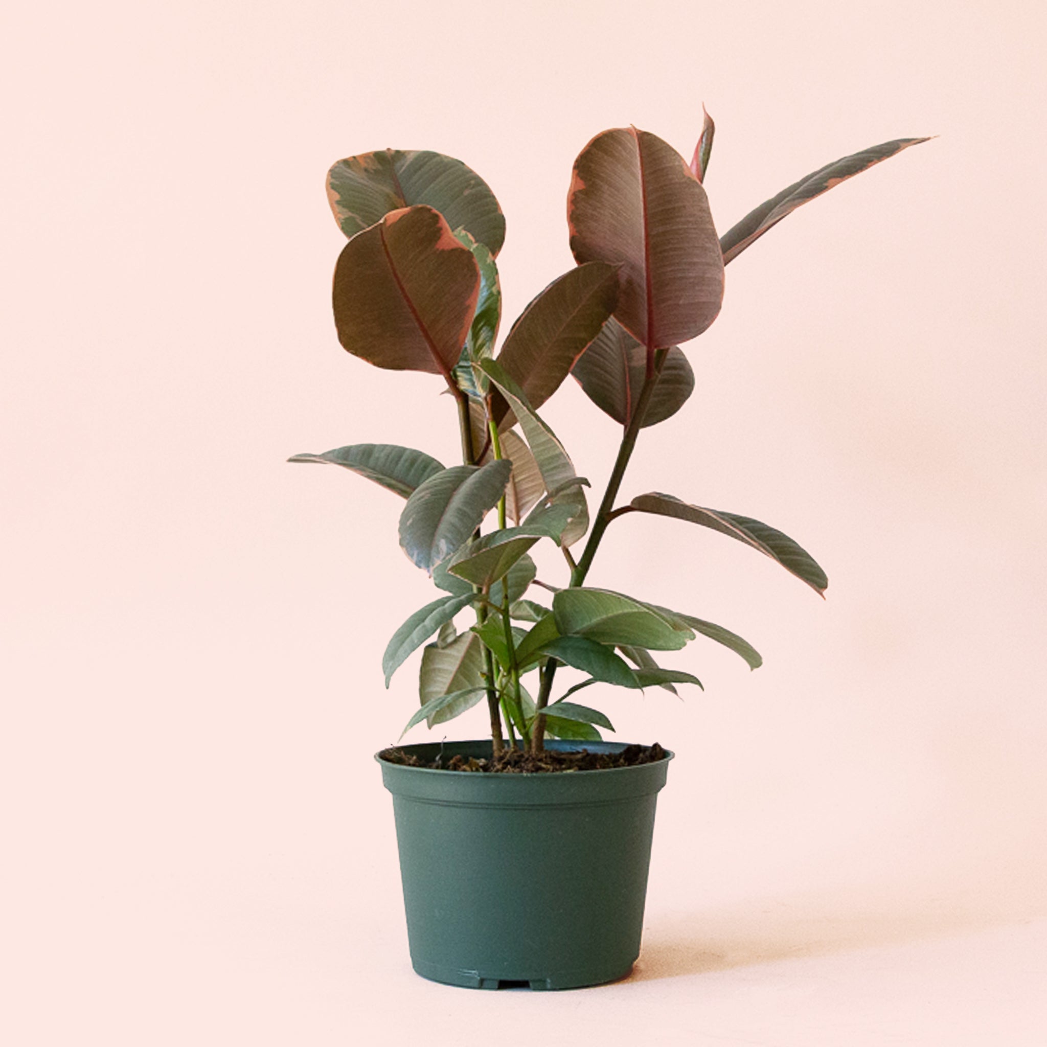 ruby plant indoor Ficus Elastica