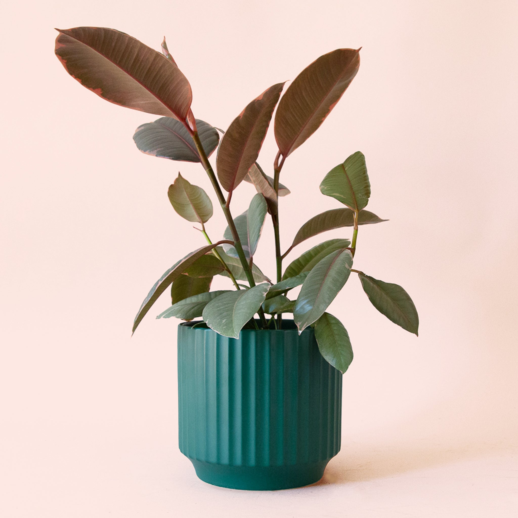 rubber tree plant wiki Ficus Elastica