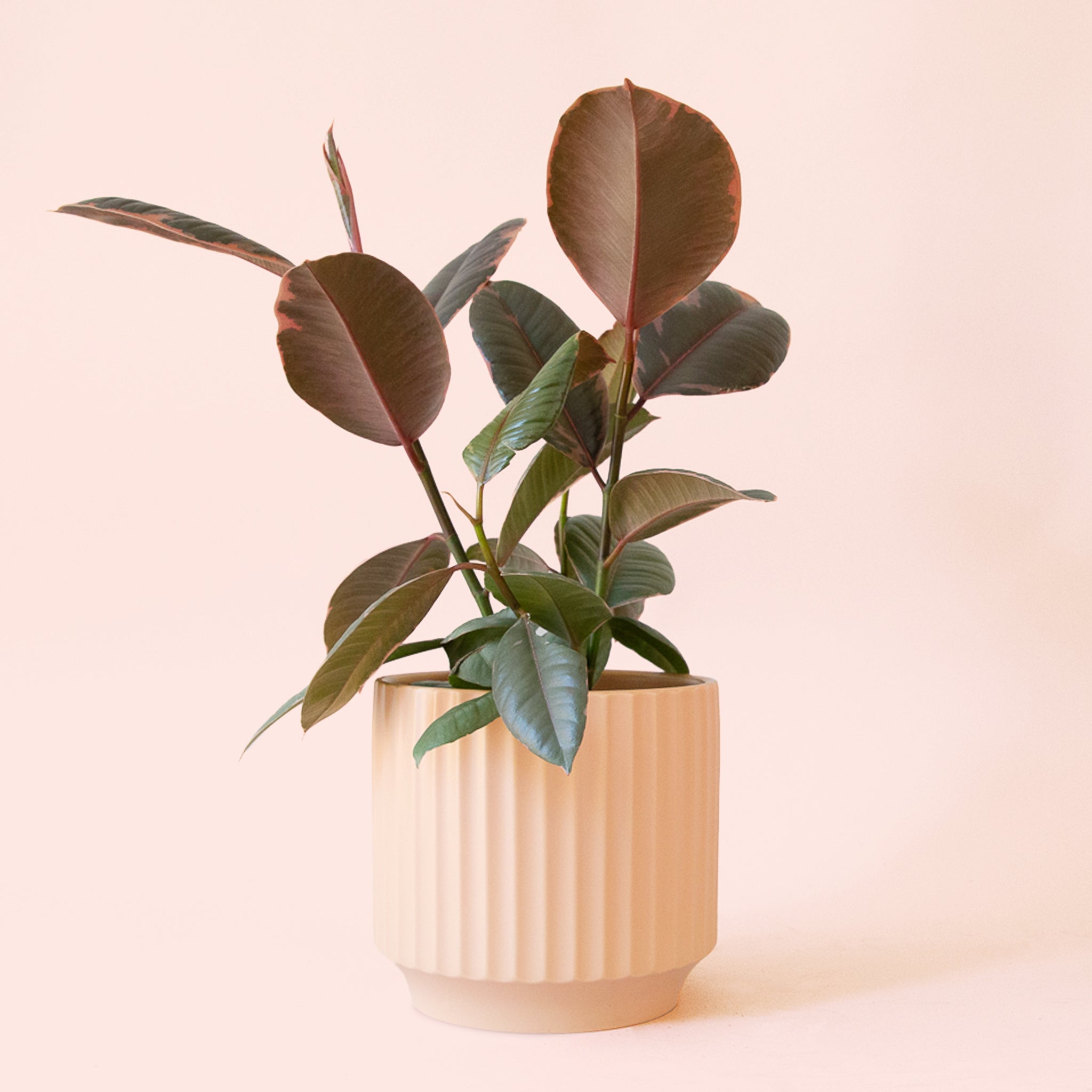 Pigment Ficus Elastica - Thumbnail 3