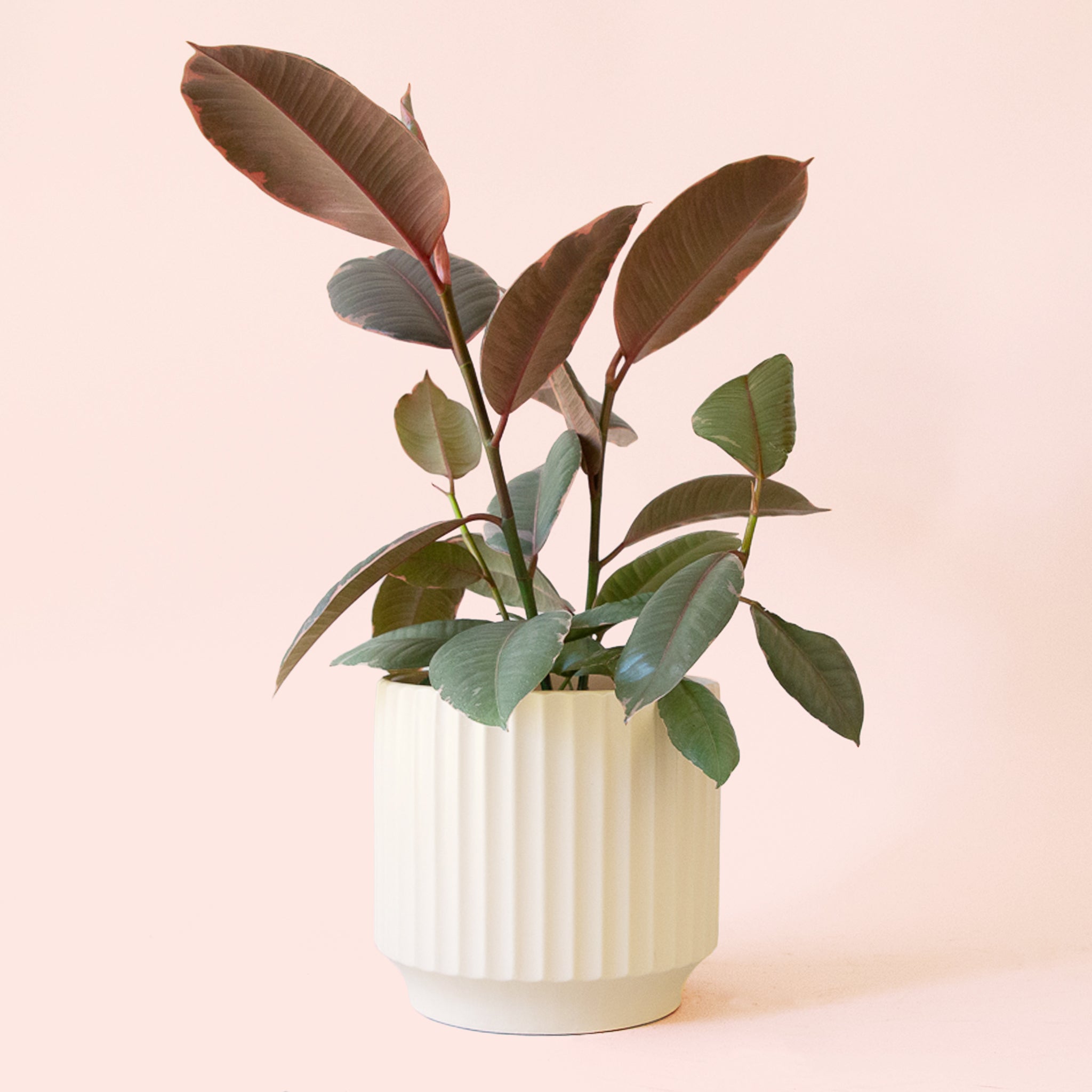west elm rubber tree Ficus Elastica