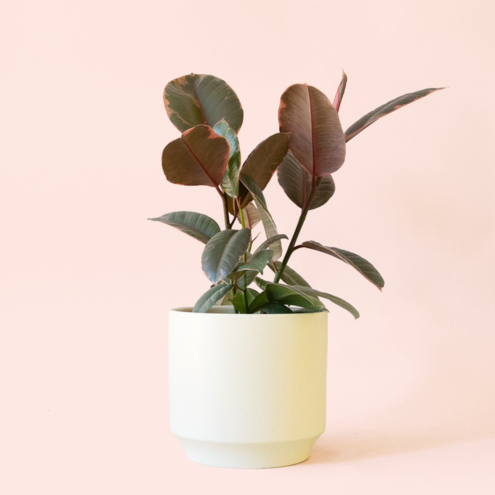 Pigment Ficus Elastica - Thumbnail 4