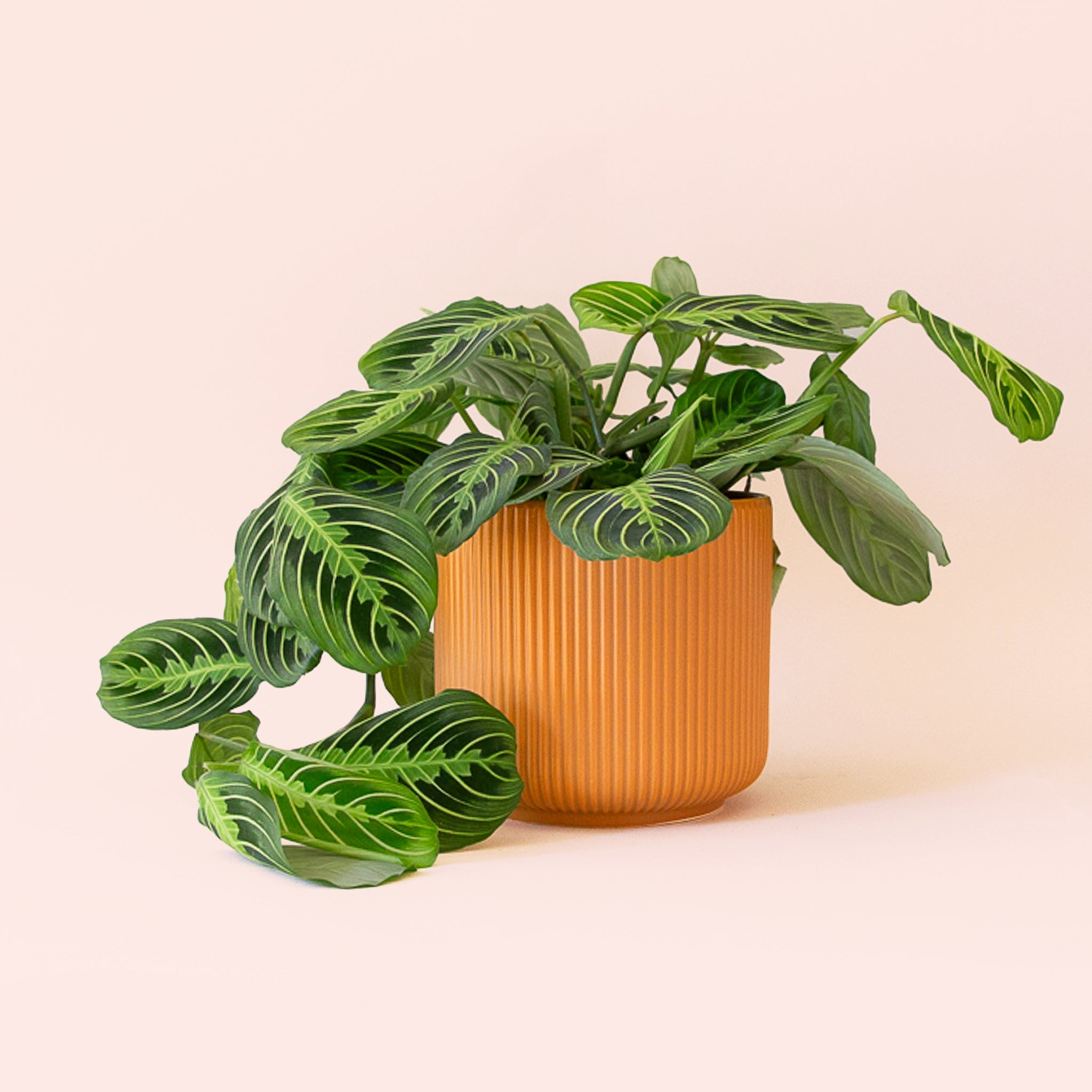 where to buy lemon lime prayer plant Maranta | Prayer Plant