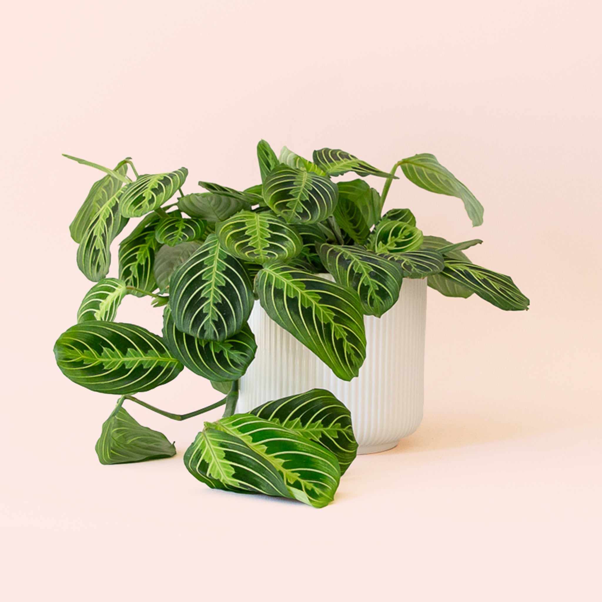 Maranta Lemon Lime Prayer Plant