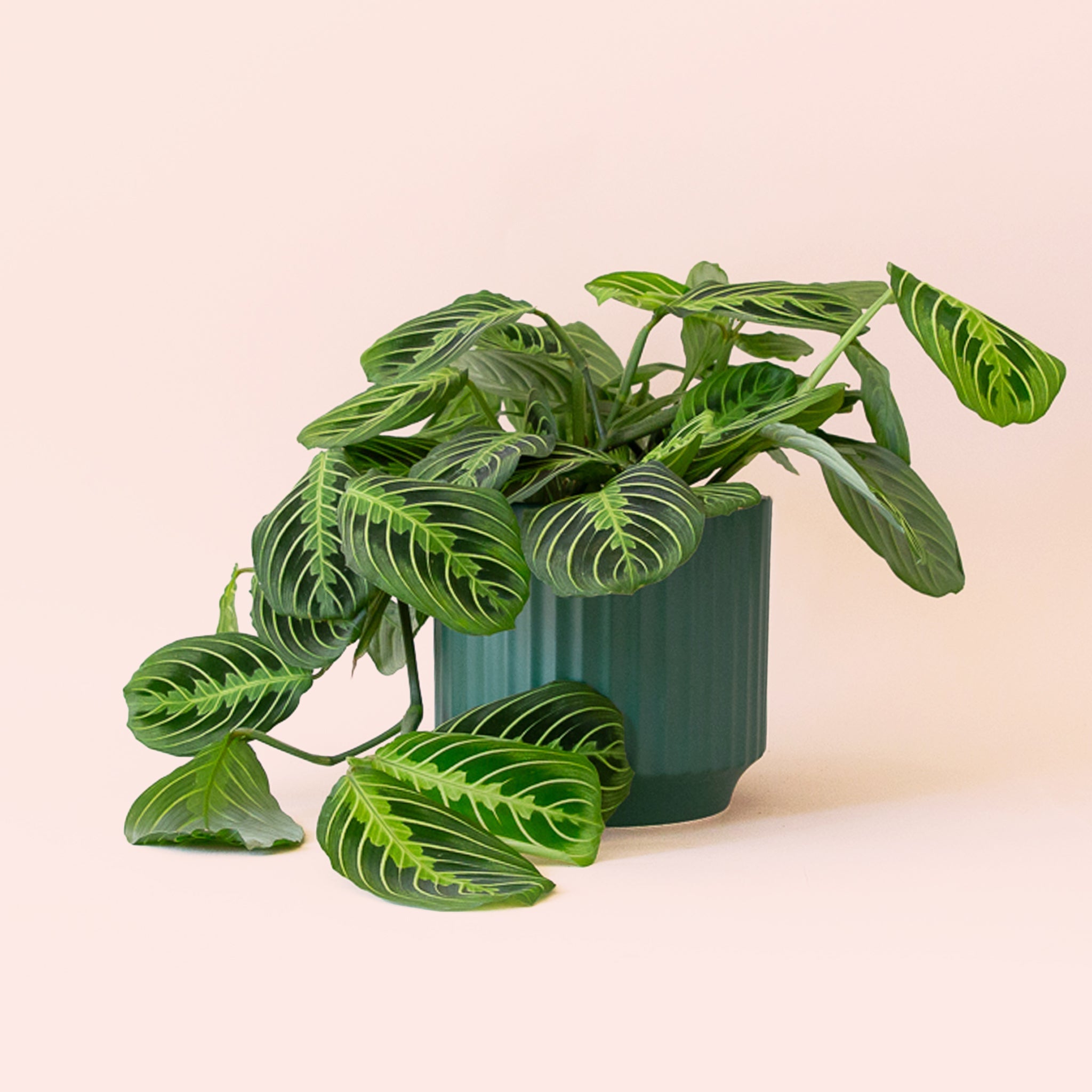 lime green prayer plant Maranta | Prayer Plant