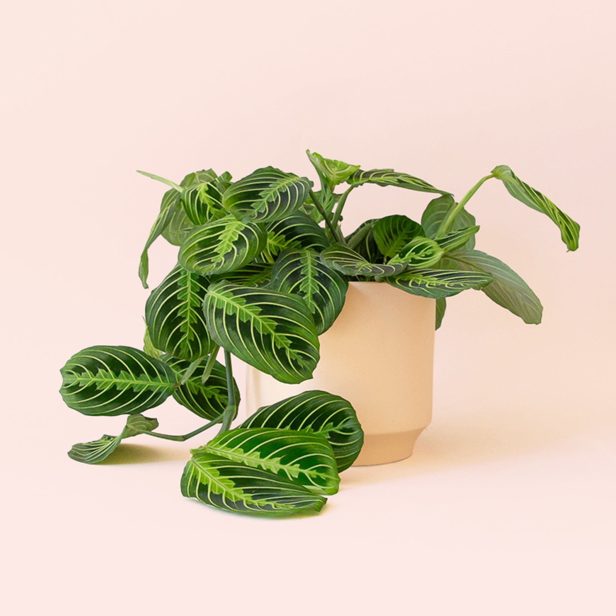maranta leuconeura lemon lime prayer plant Maranta | Prayer Plant