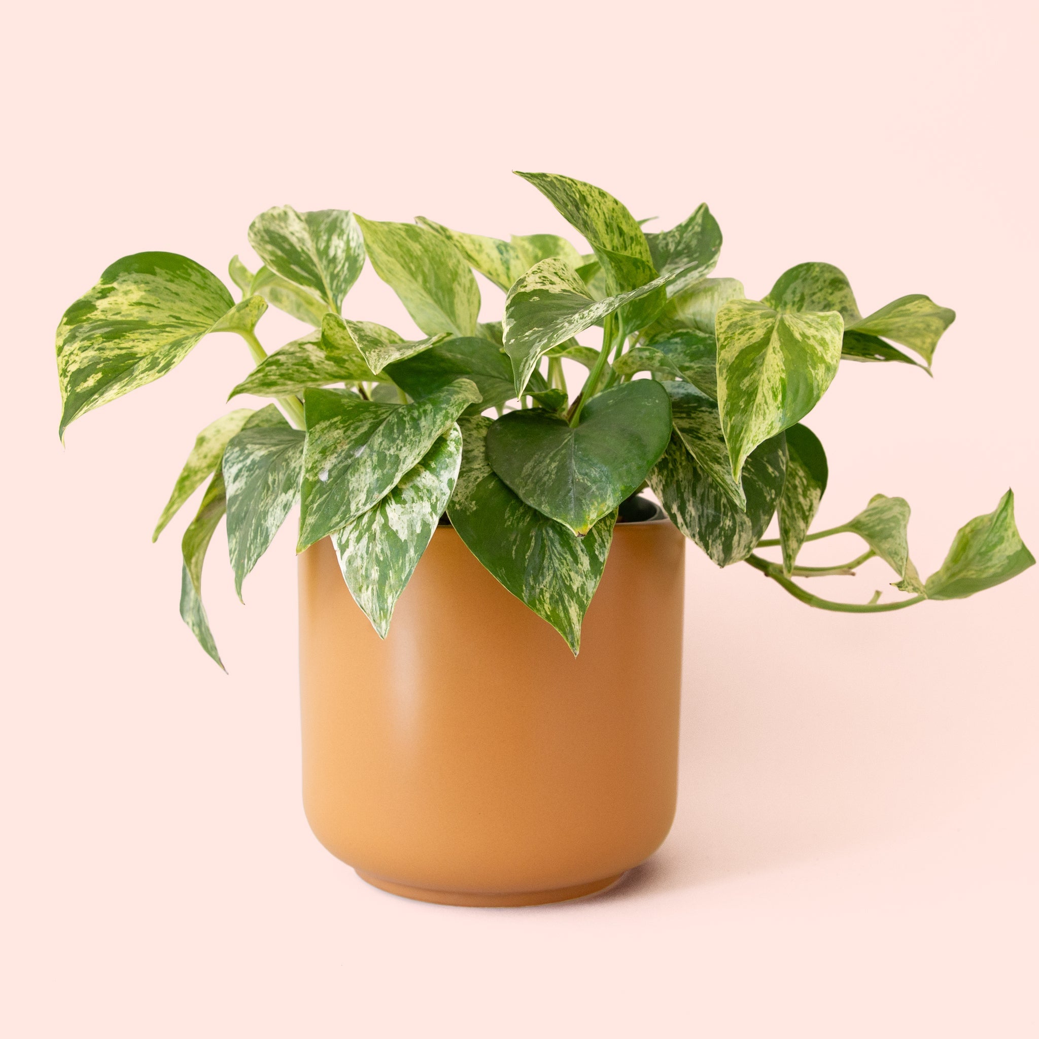 marble king pothos Pothos