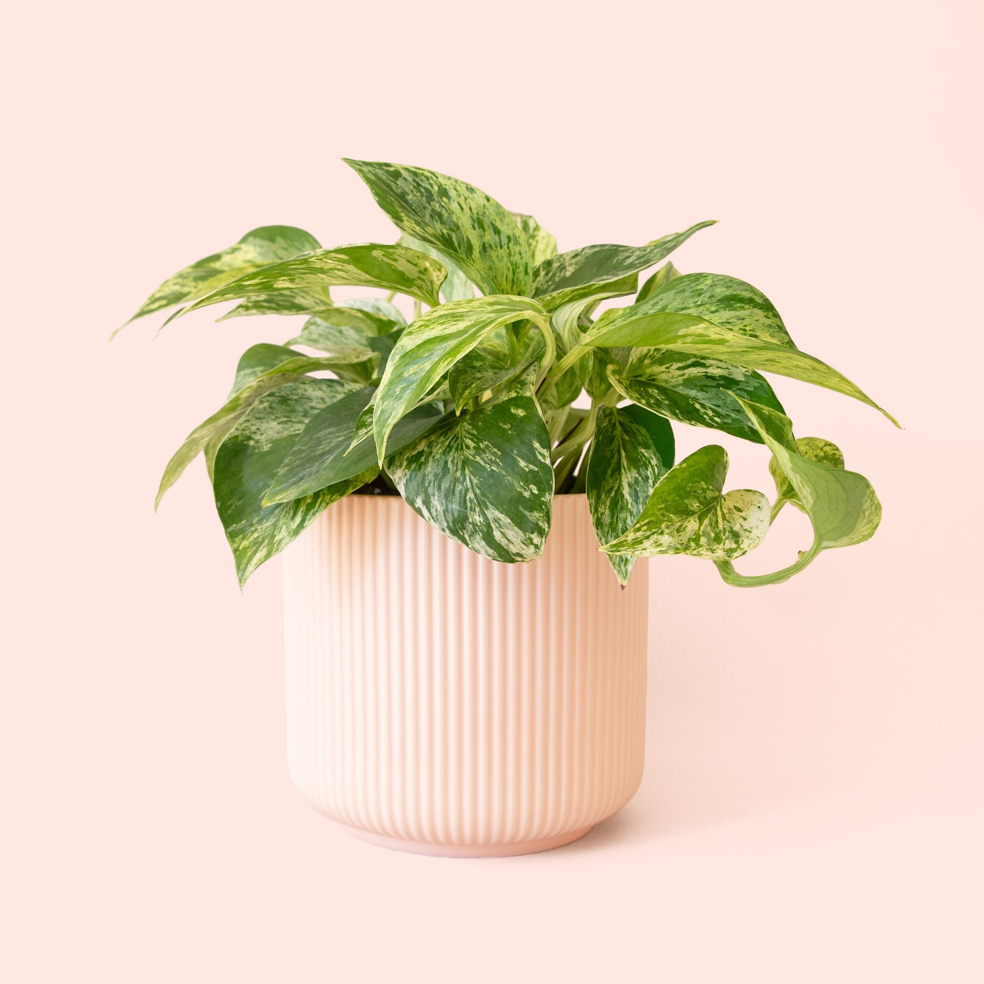 Pothos | Marble Queen – Pigment