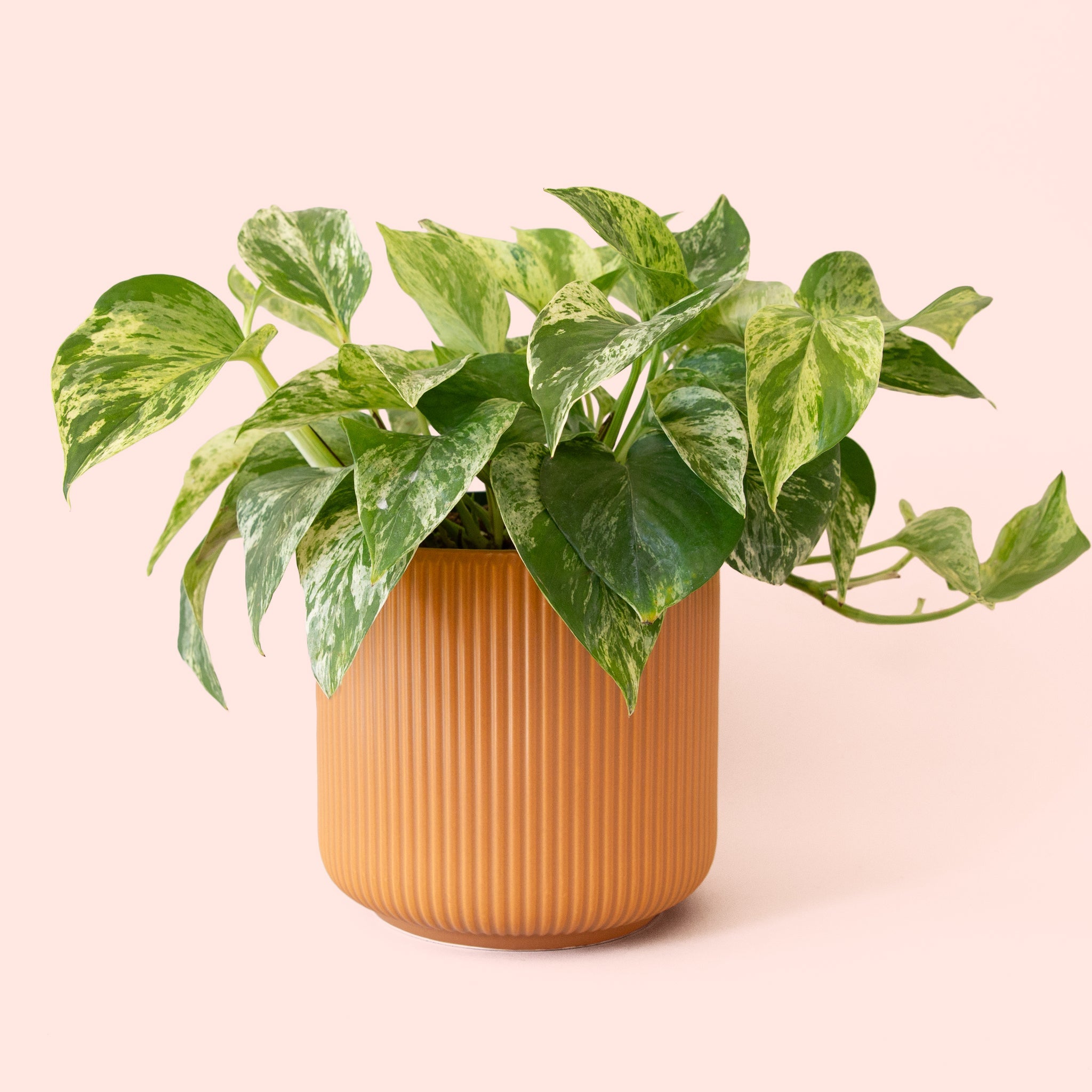 pothos mq Pothos
