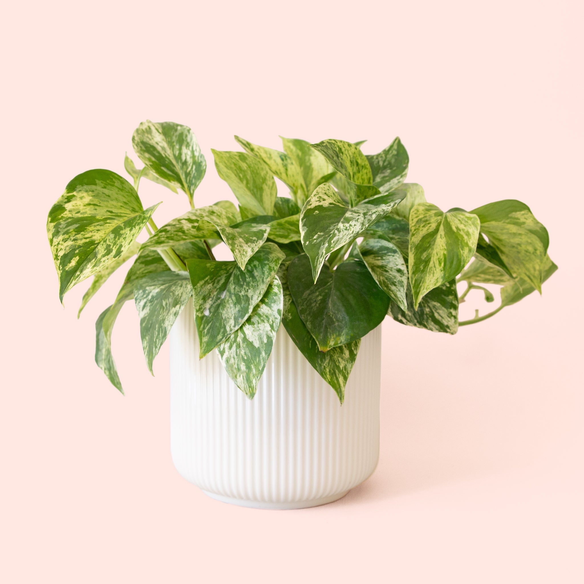Pothos | Marble Queen - Thumbnail 5