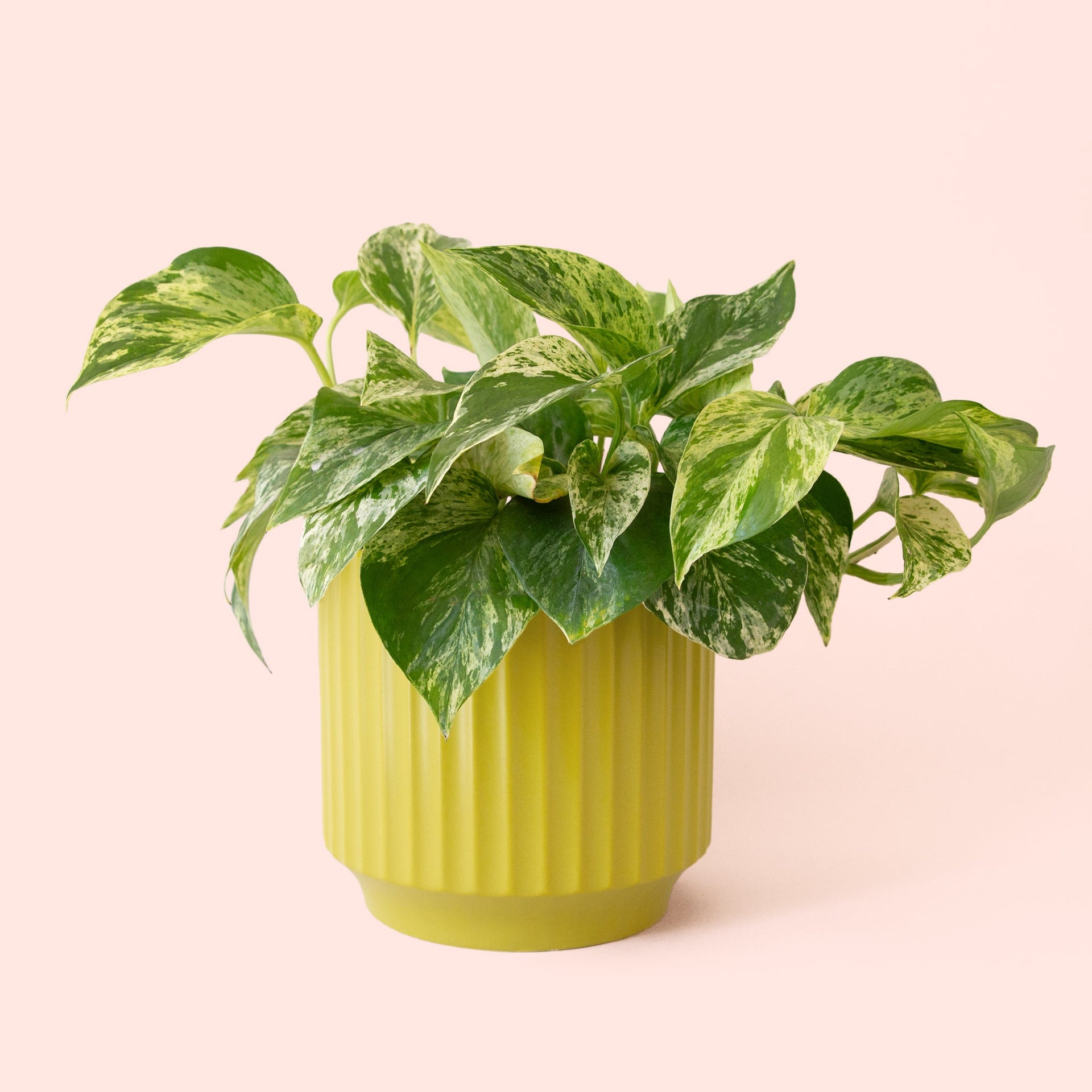 Pothos | Marble Queen – Pigment
