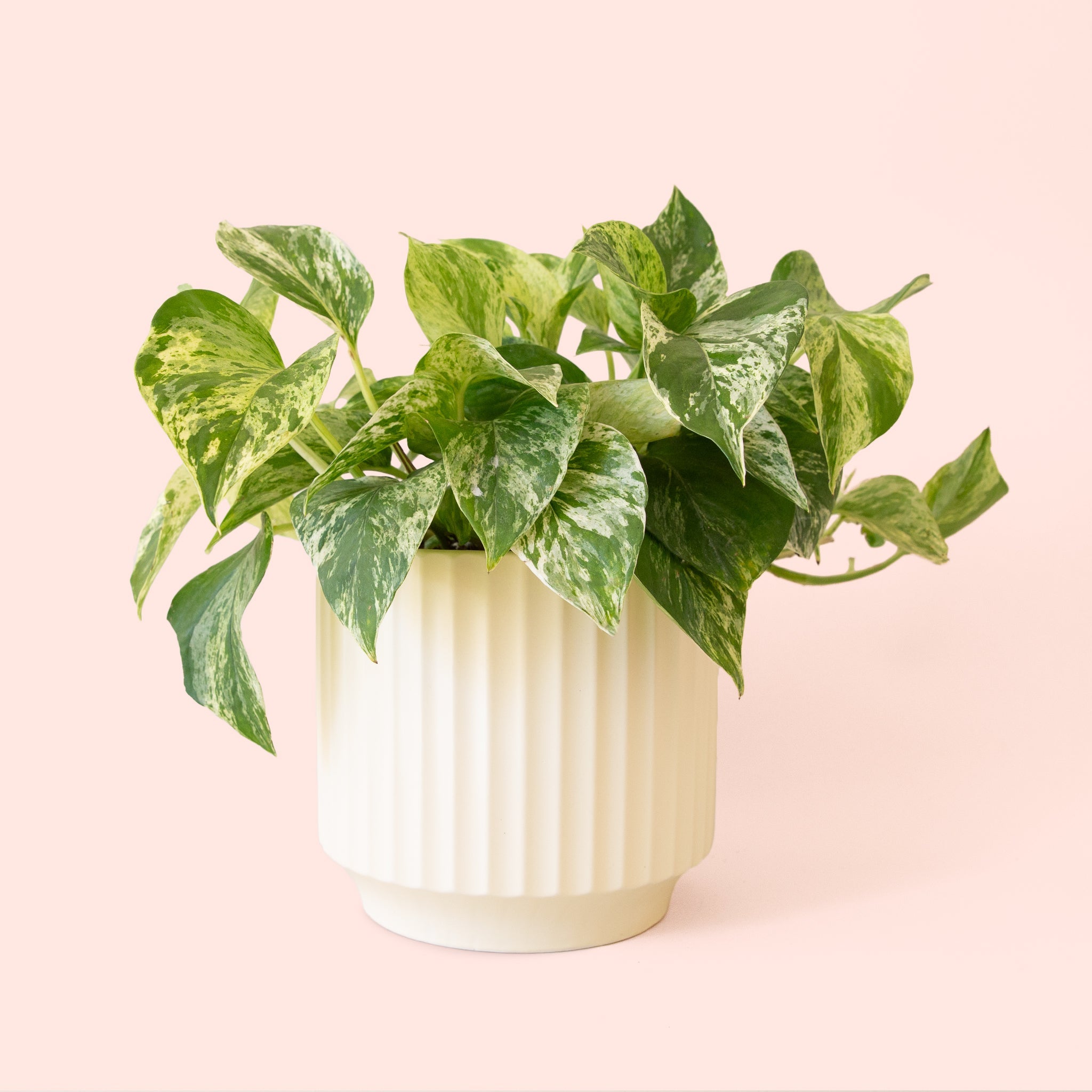 Pothos | Marble Queen - Thumbnail 2