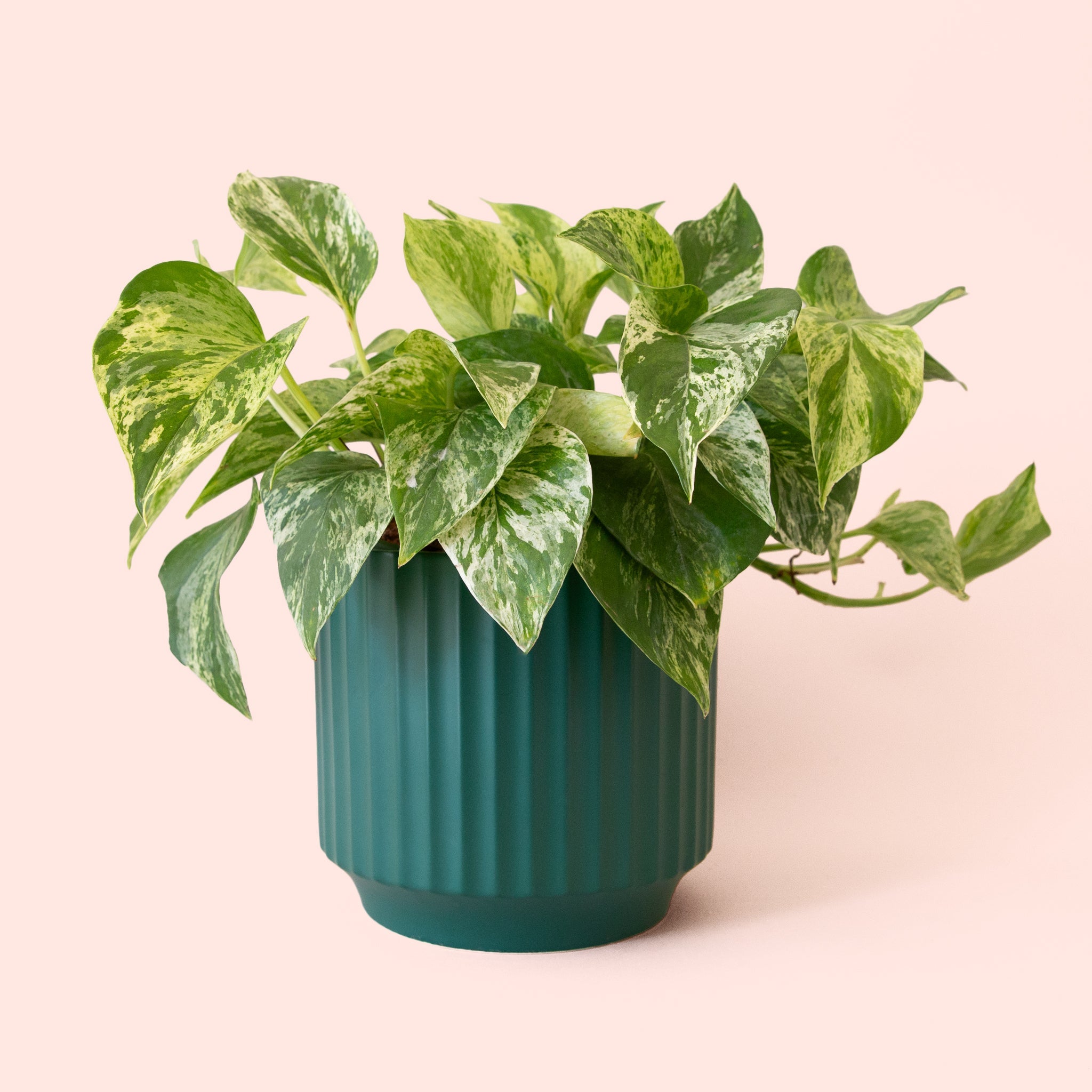 marble queen pothos outside Pothos