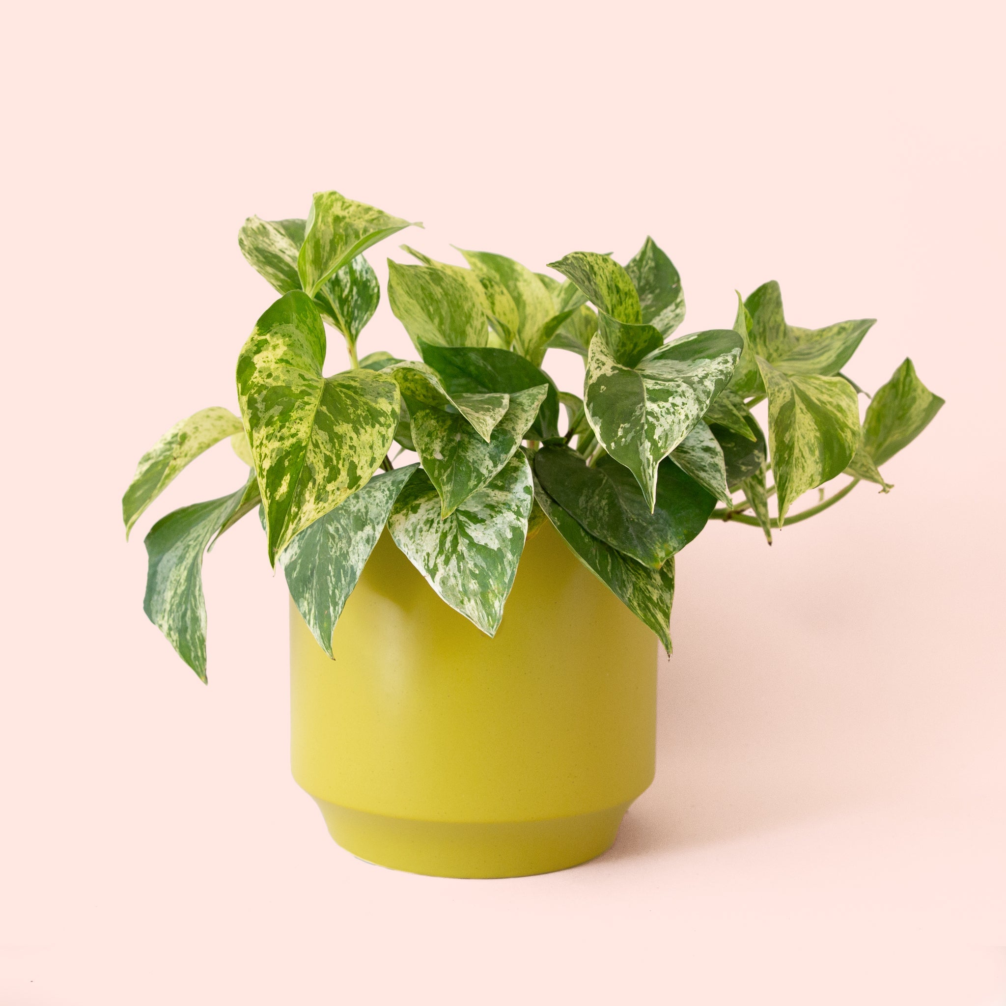 marble pothos yellow leaves Pothos
