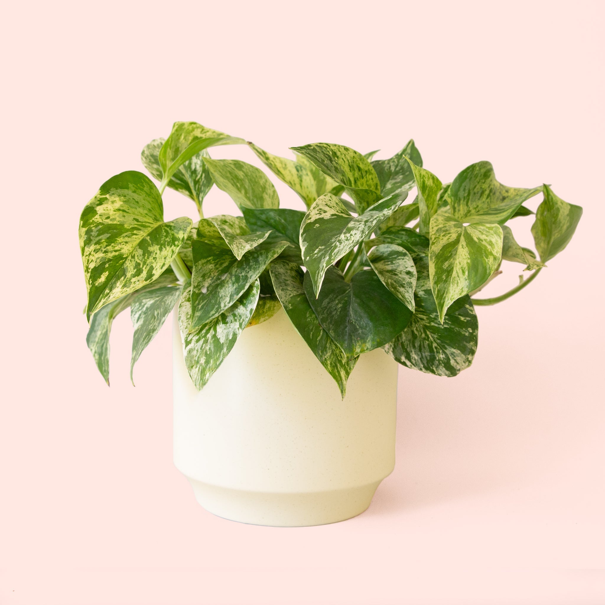 Pothos | Marble Queen - Thumbnail 3