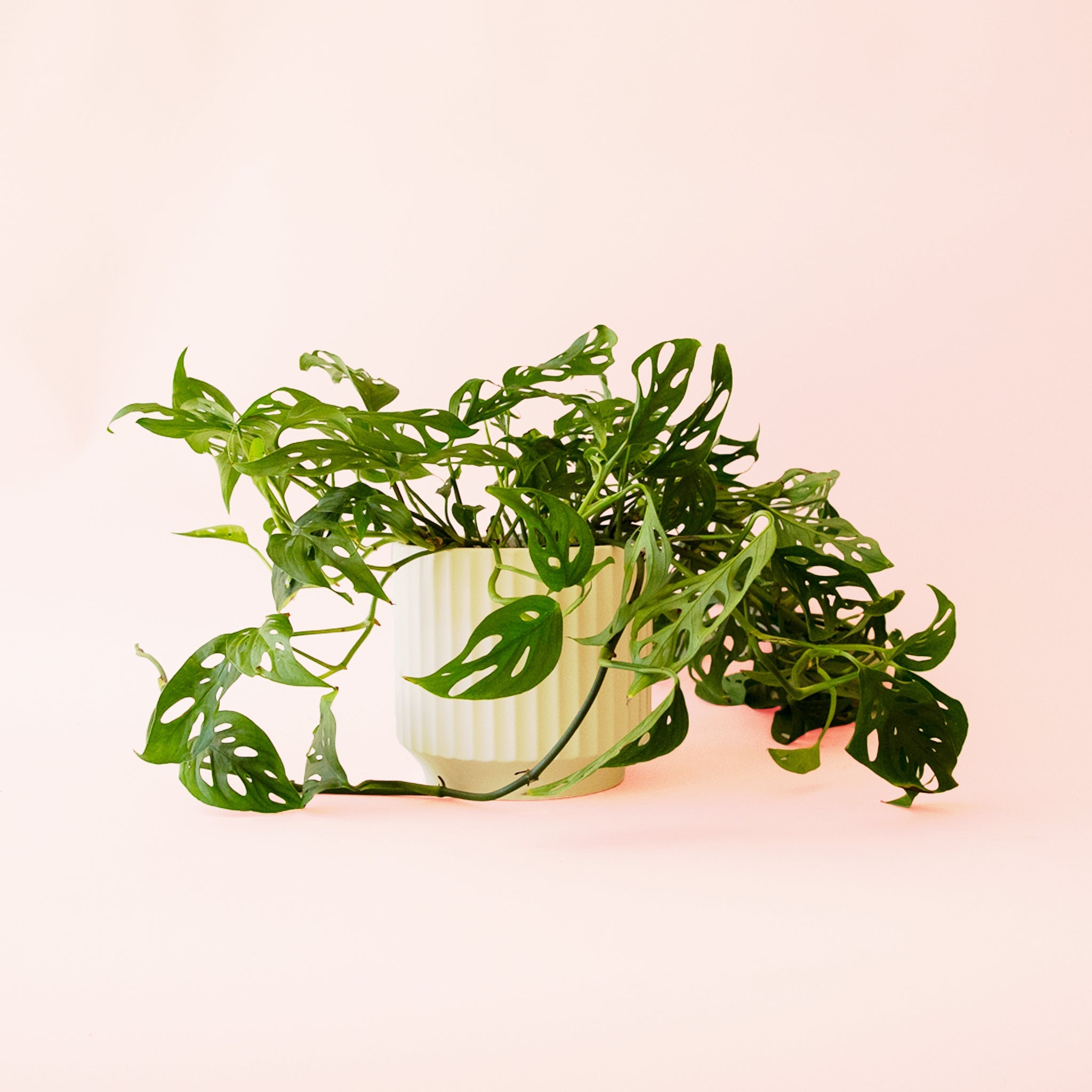 Monstera Adansonii - Thumbnail 2