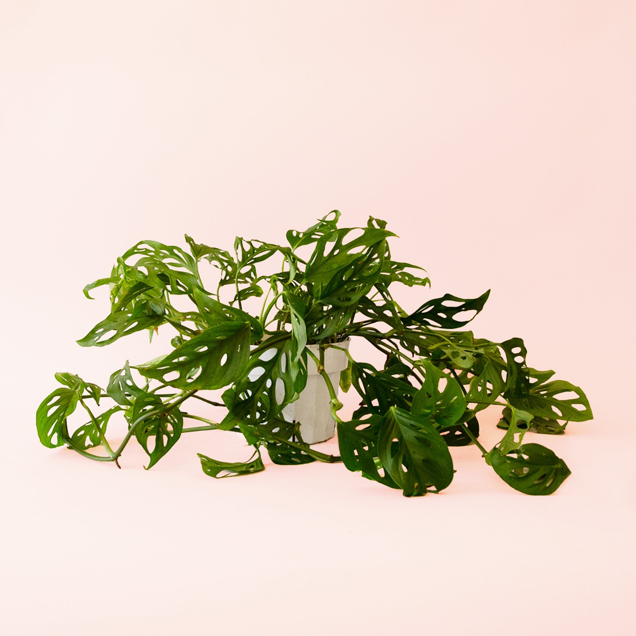 swiss cheese plant size Monstera Adansonii Plant - Swiss Cheese Vine
