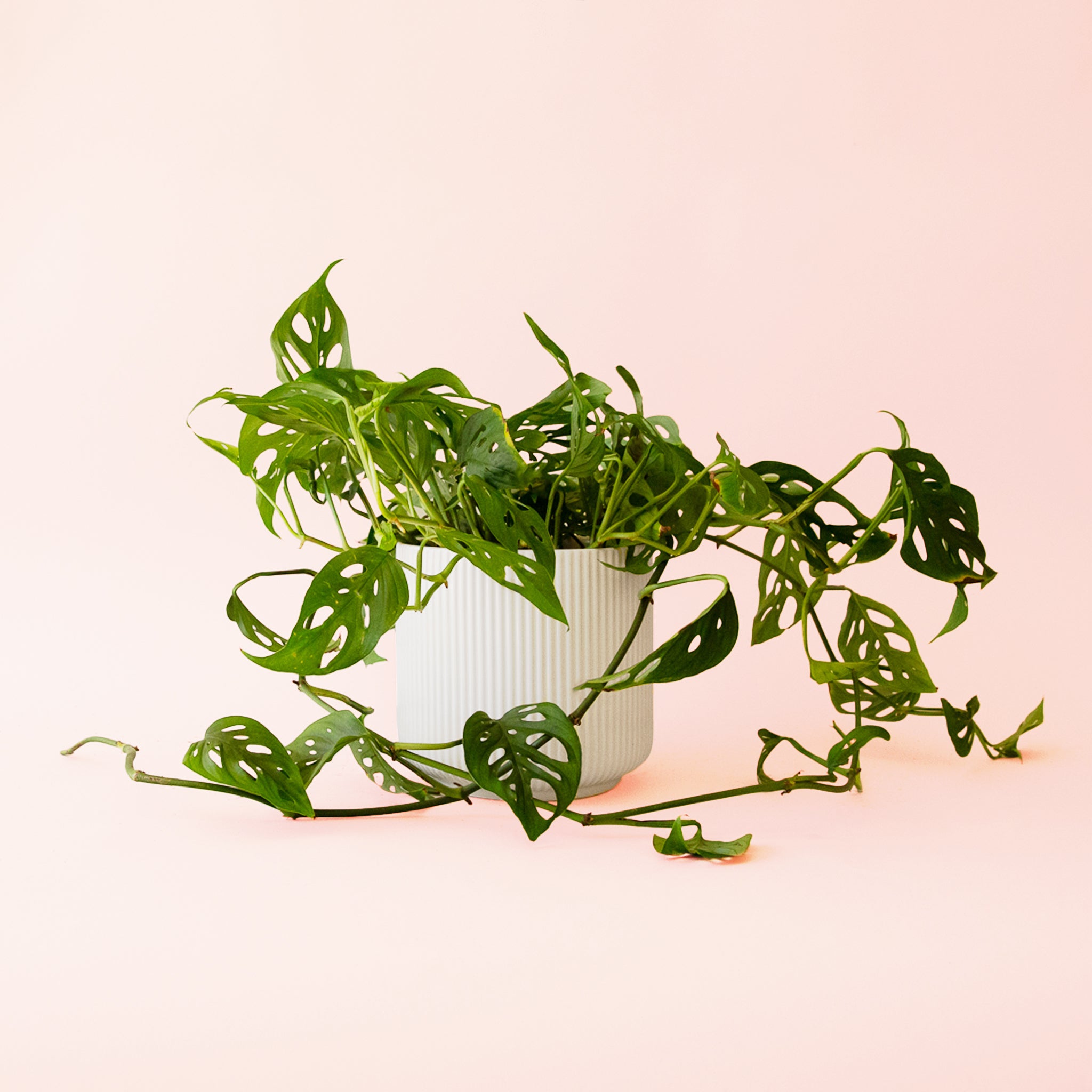 swiss cheese pothos Monstera Adansonii Plant - Swiss Cheese Vine